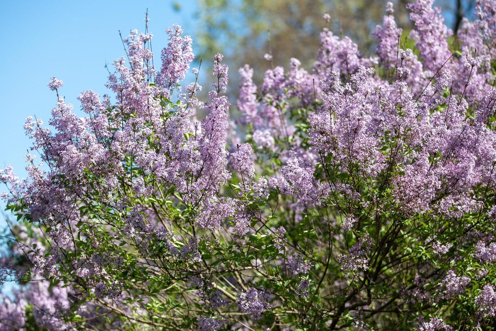Why Is My Lilac Bush Not Blooming?