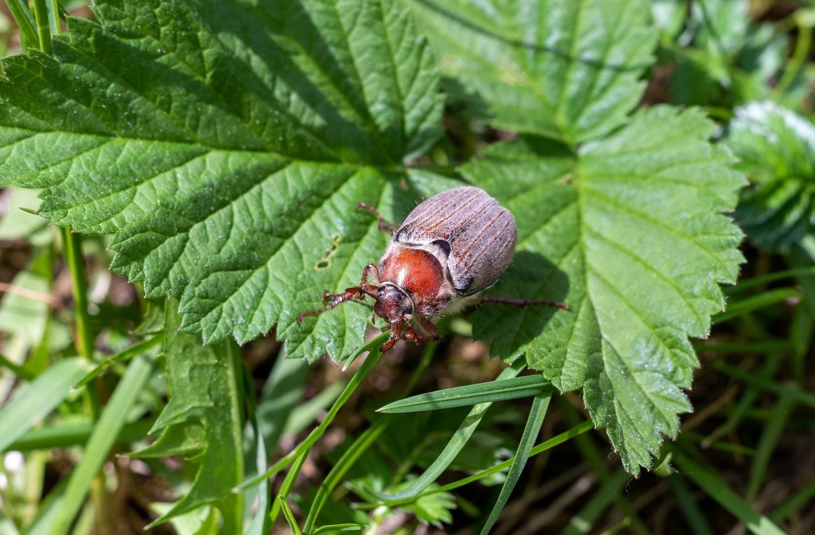 A beetle perches on a green leaf, using its legs to navigate the surface amid a backdrop of grass and additional foliage.