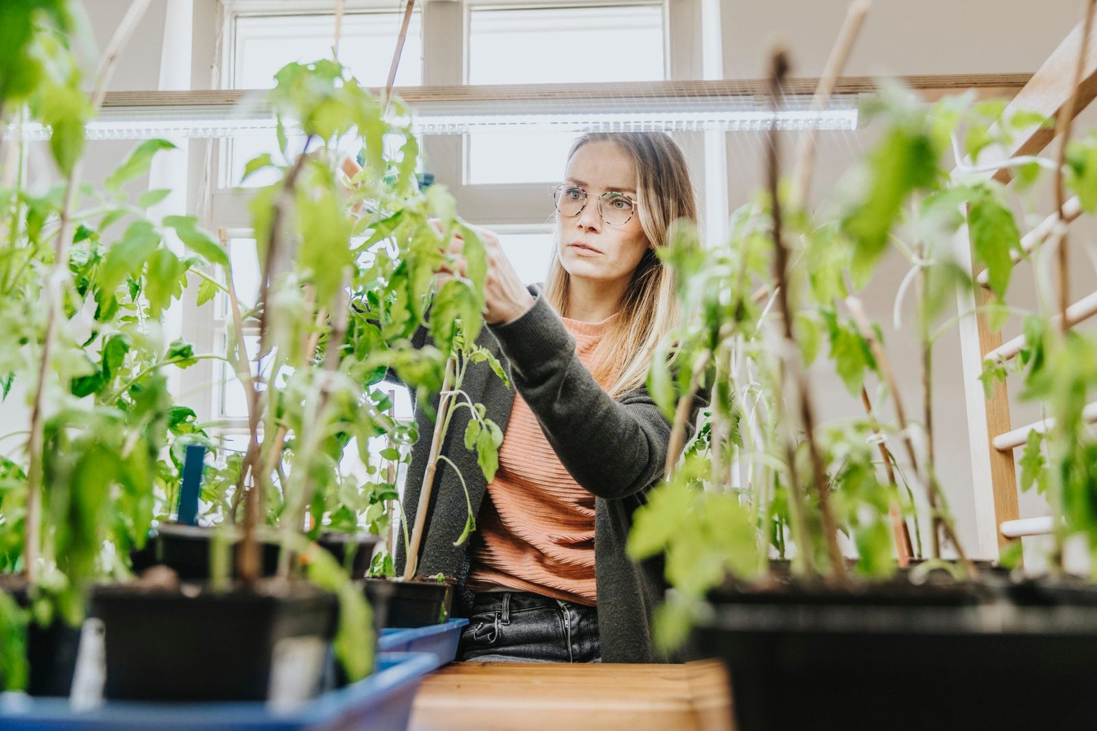 A woman tending to potted plants indoors, examining leaves with focus, surrounded by vibrant green foliage and natural light from windows.