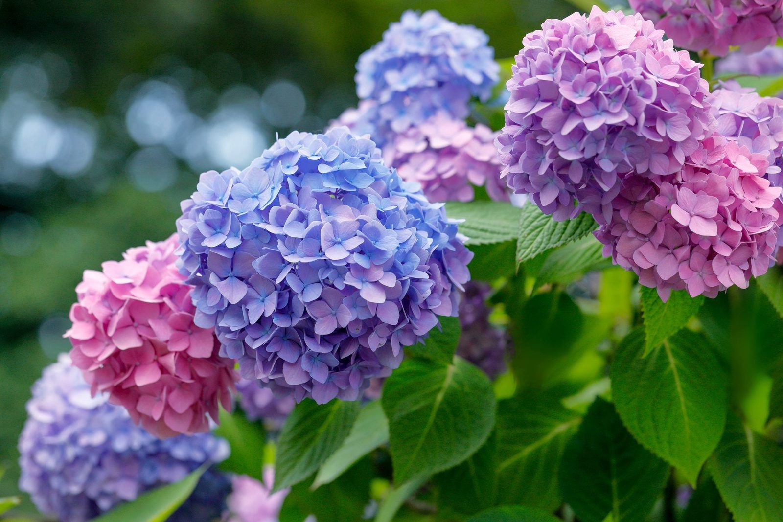 What Your Hydrangeas Can Tell You About Your Soil