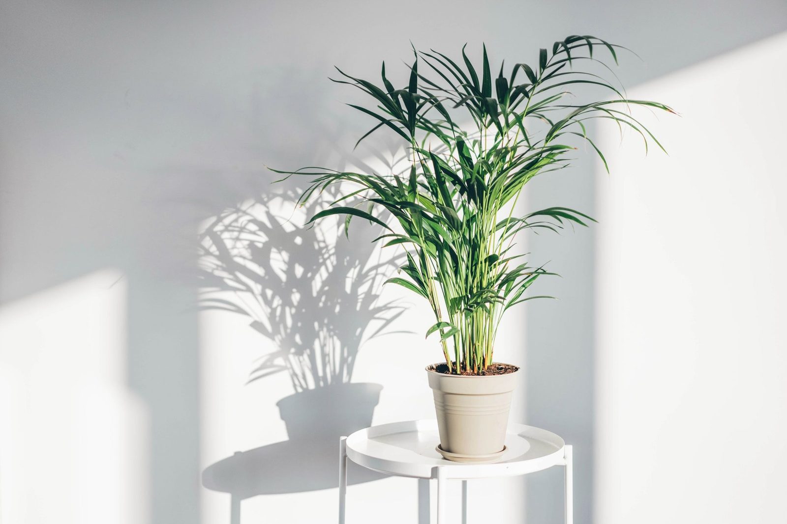 A potted plant stands on a white table, casting a shadow against a light wall in a bright, minimalistic room.