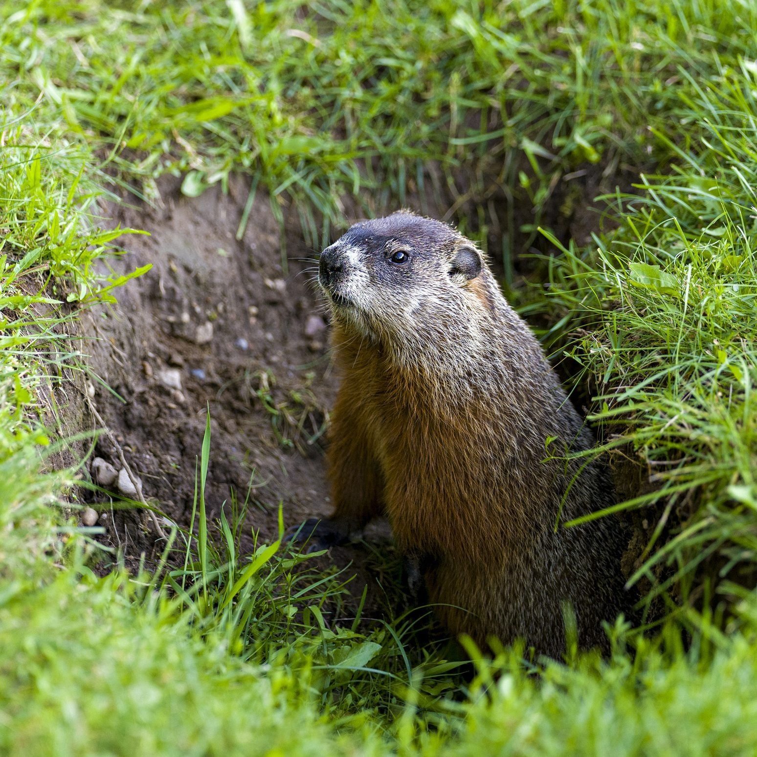 Groundhog close-up profile view sitting at the entrance of its burrow with grass in its environment and surrounding habitat. Marmot Image. P