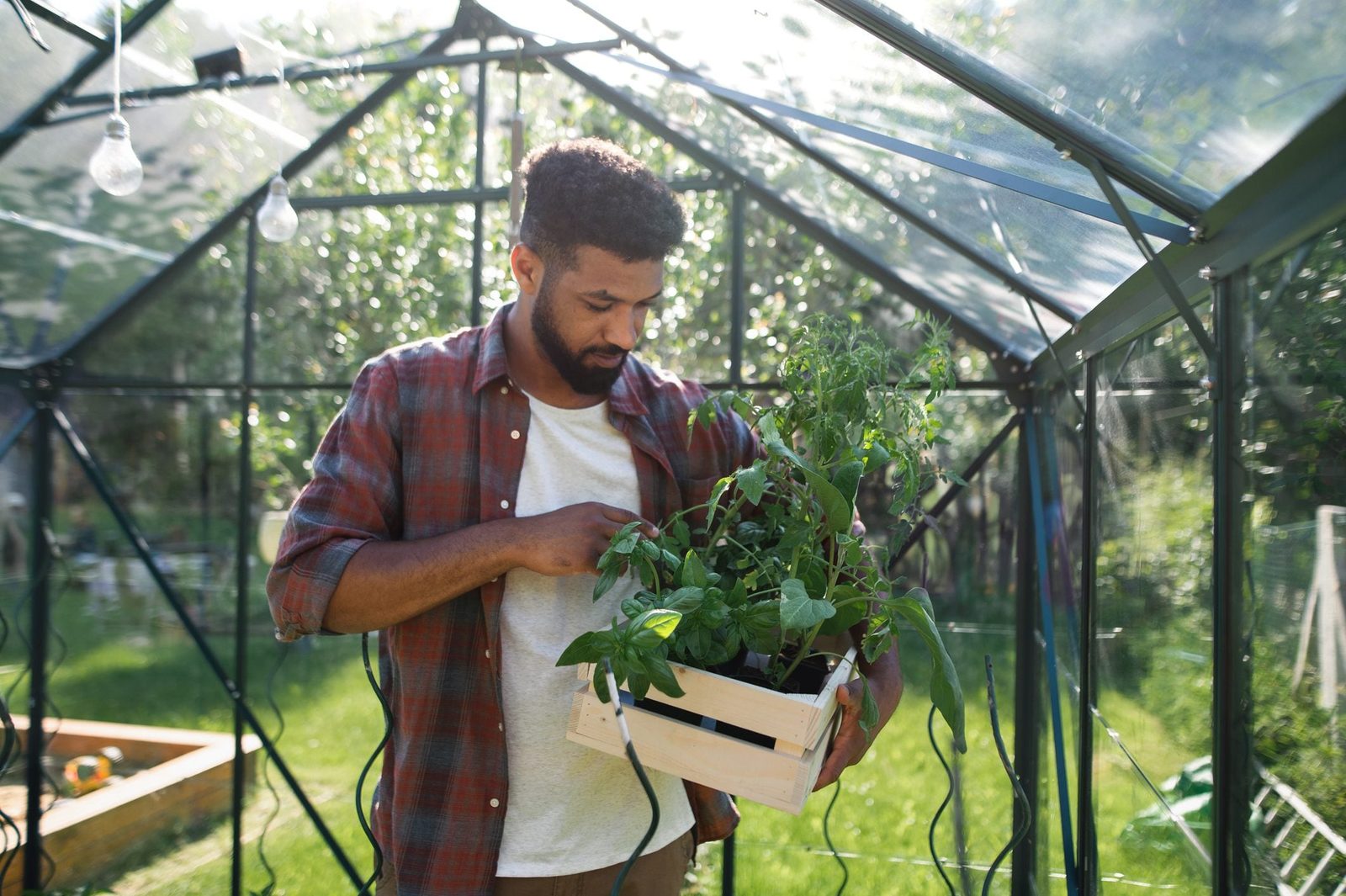 A man holds a wooden crate of plants while examining them inside a greenhouse surrounded by green grass and sunlight filtering through the s