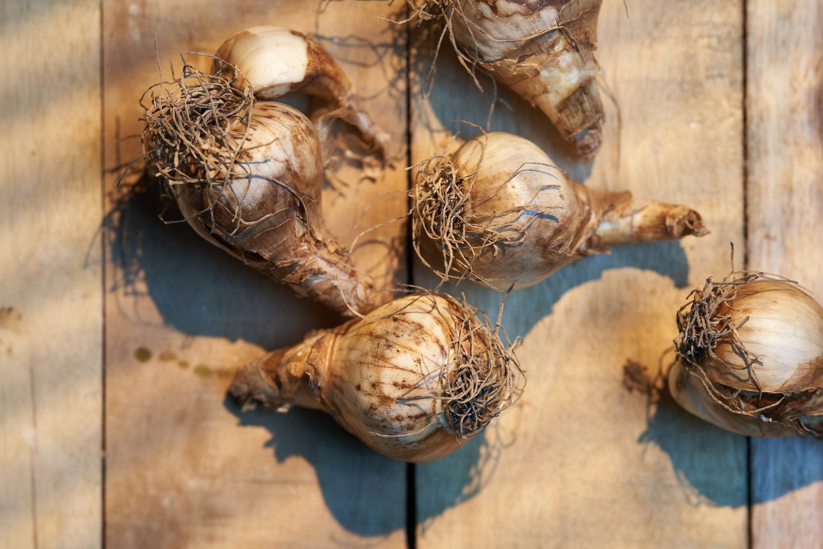 Tips for Planting Daffodil Bulbs