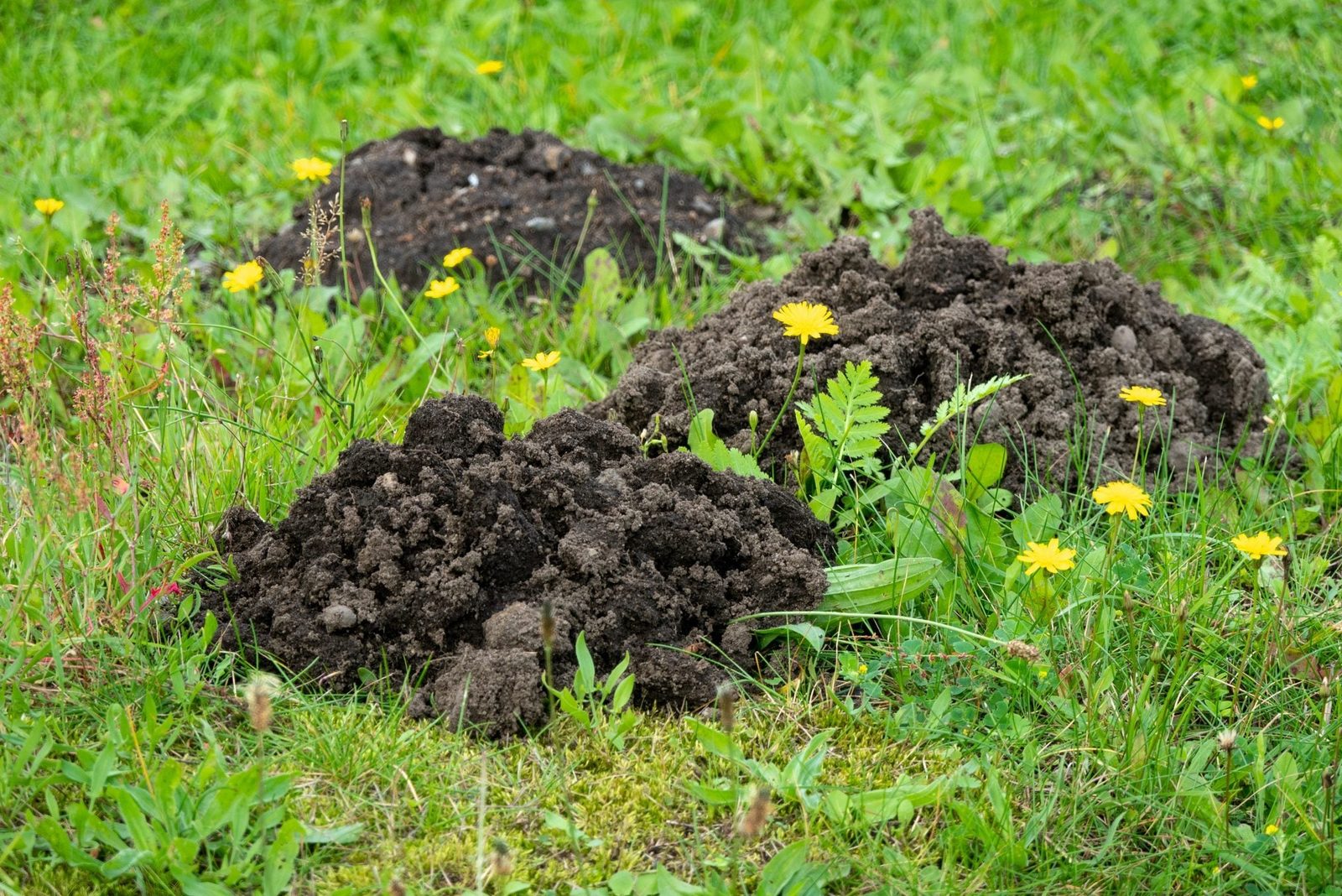 A pile of dark, loose soil rests on green grass, surrounded by scattered yellow flowers and various plants in a natural outdoor setting.