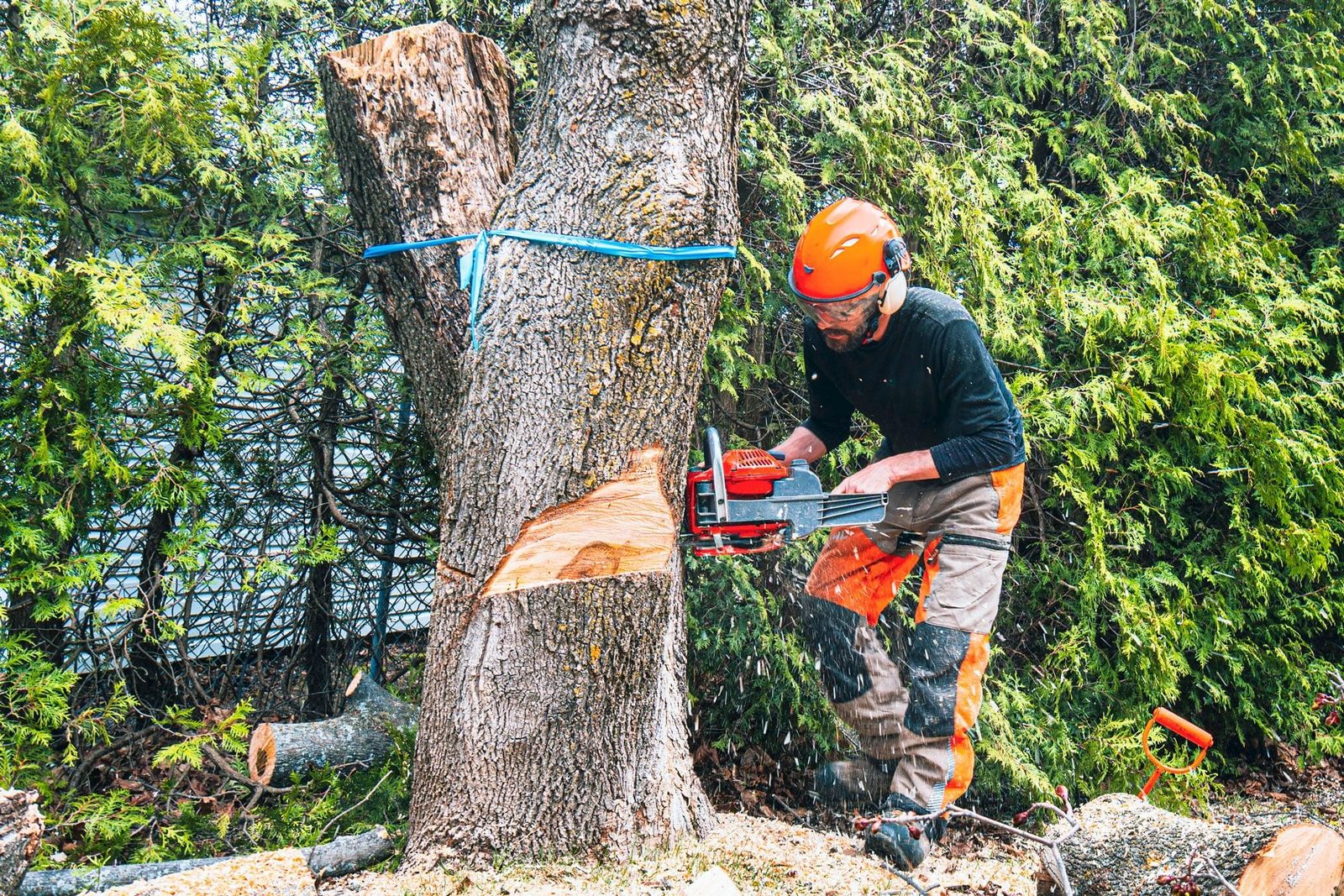 After the upper part of a sick maple tree has been cut down