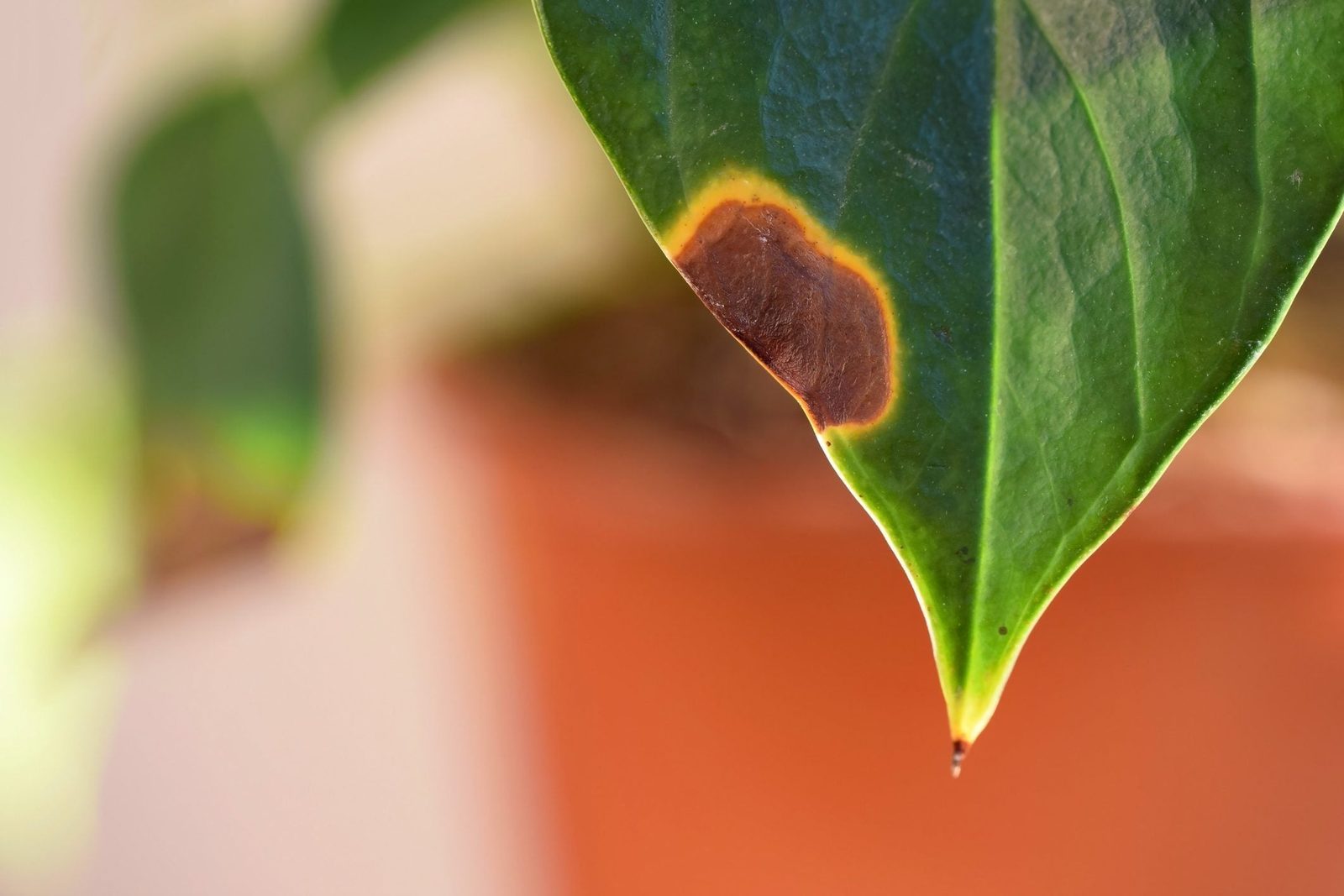 A green leaf shows brown spots and edges, highlighting damage. It hangs from a plant in a softly blurred background with a terracotta pot.