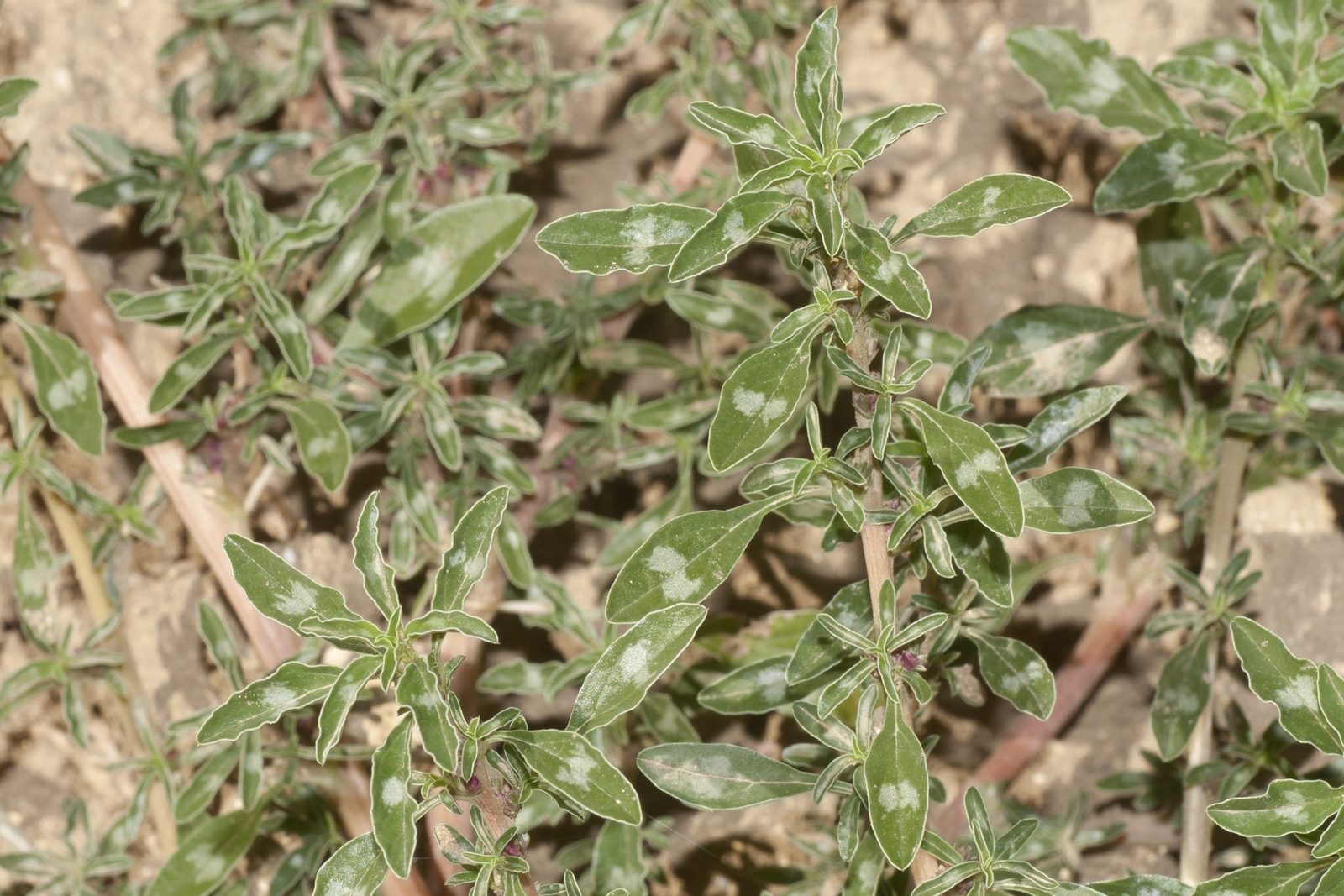 Green leafy plants with pointed tips grow close to the ground, thriving in a rocky soil environment.