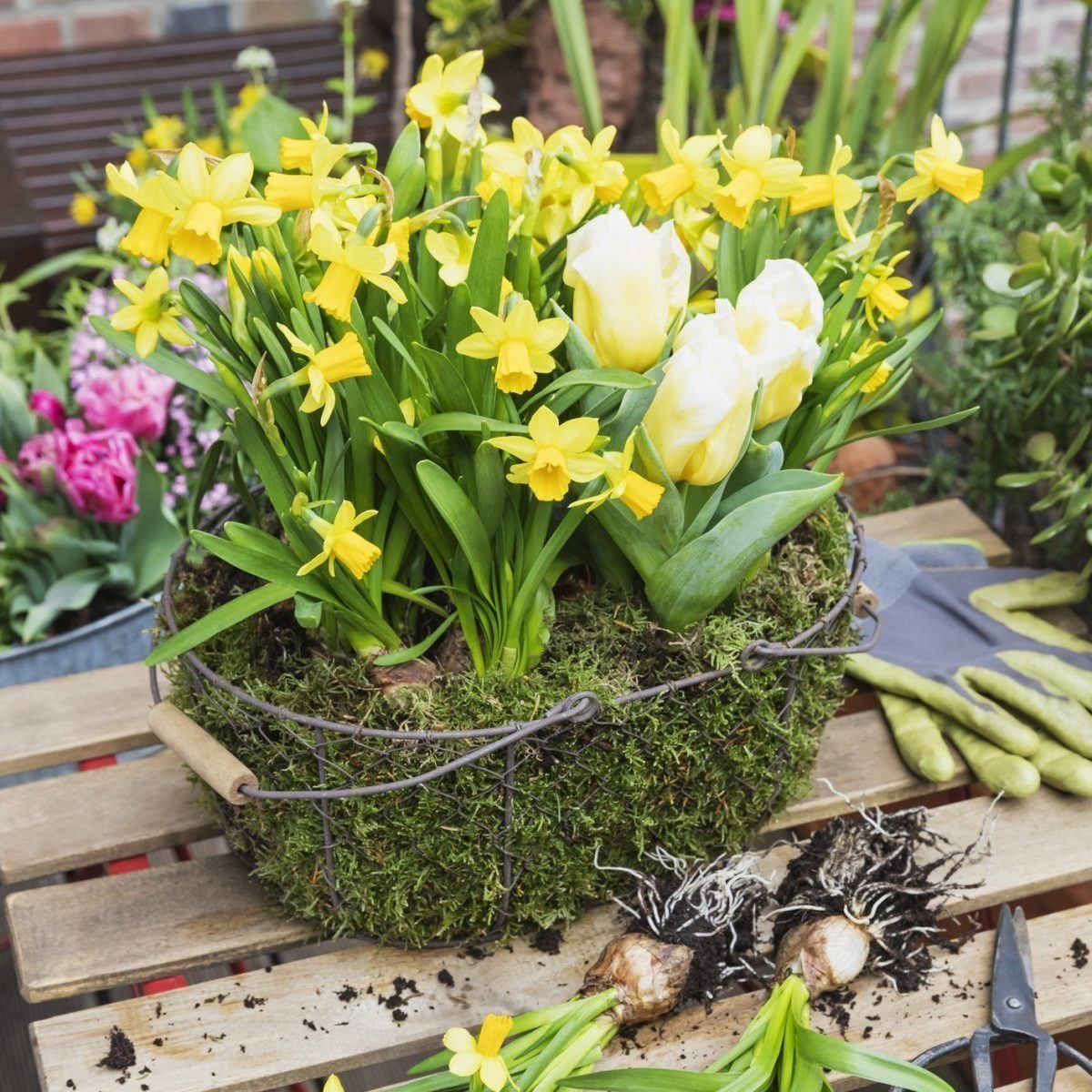 A moss-covered basket contains vibrant yellow daffodils and white tulips, placed on a wooden table near gardening tools and additional flowe