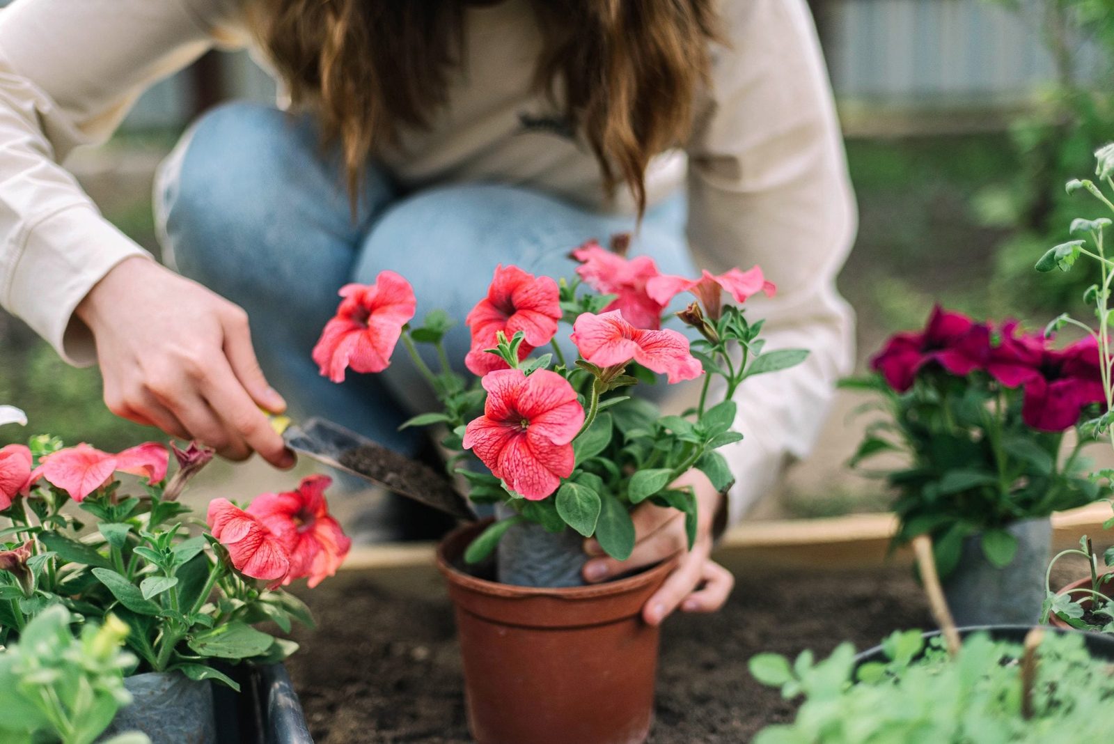 Are Petunias Perennials?