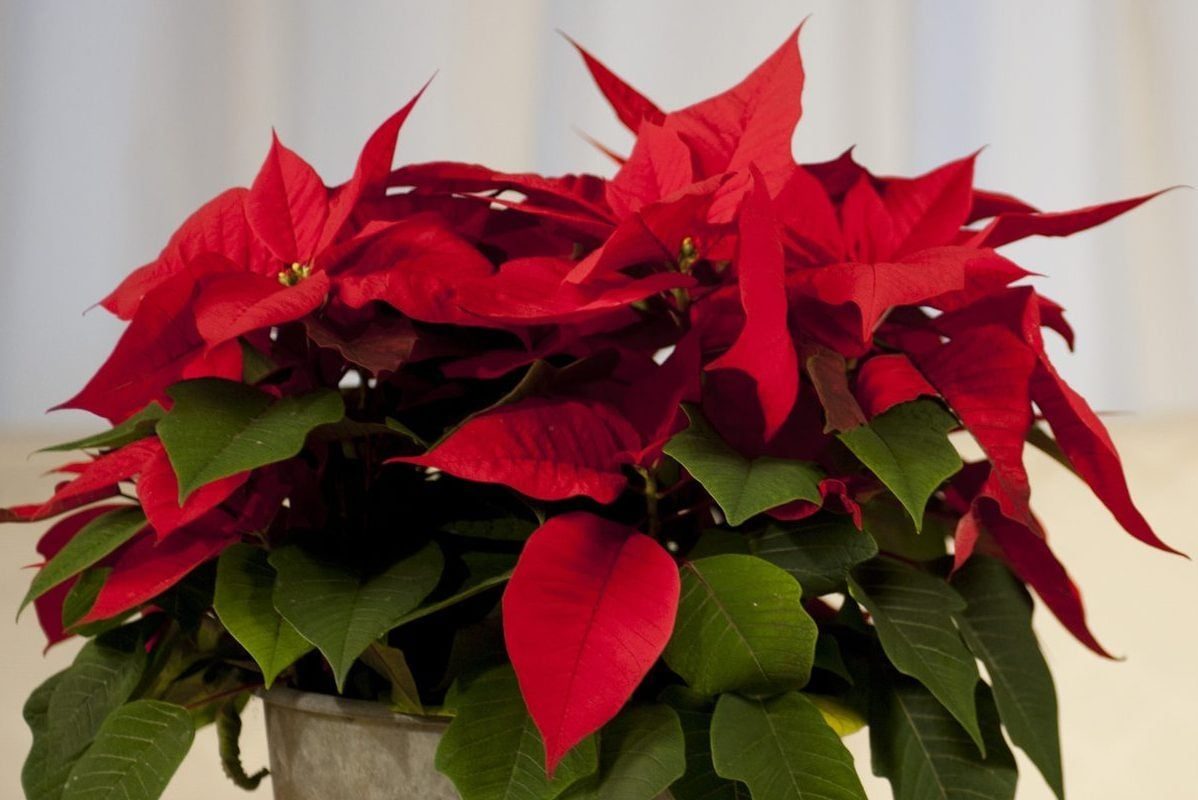 A vibrant red poinsettia plant sits in a pot, displaying lush green leaves and striking red bracts against a soft, light background.