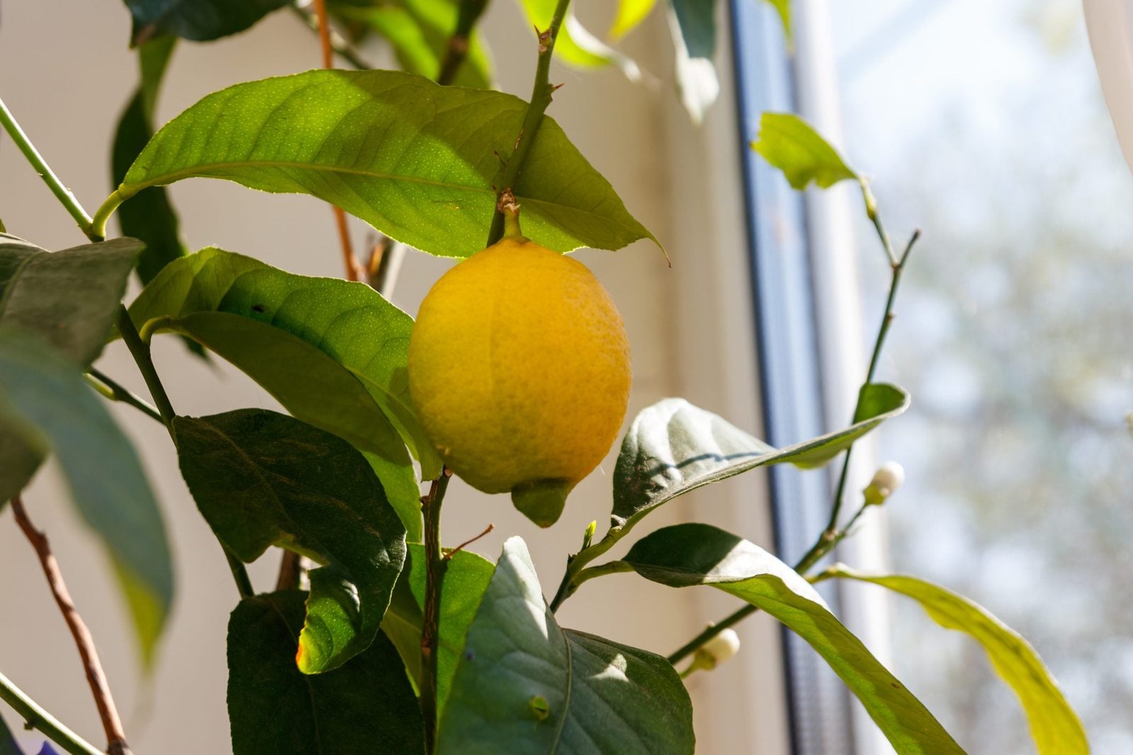 A ripe yellow lemon hangs from a green leafy branch inside a bright room, with soft sunlight filtering through a nearby window.