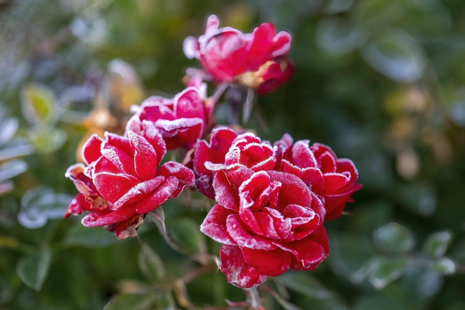 Red roses, frosted with ice, bloom amidst green foliage in a garden setting, capturing a contrast between vibrant color and winter's chill.