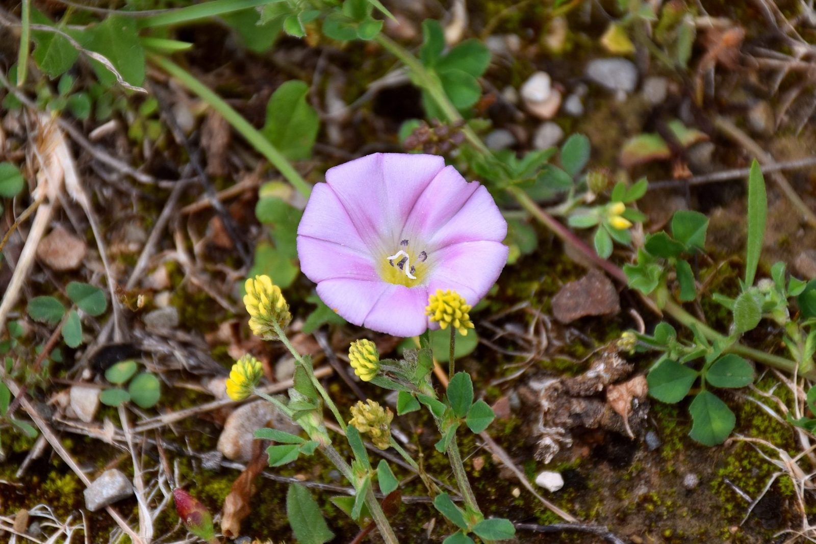 A pink flower opens amidst green leaves and small yellow buds on a textured ground of dirt and small stones.