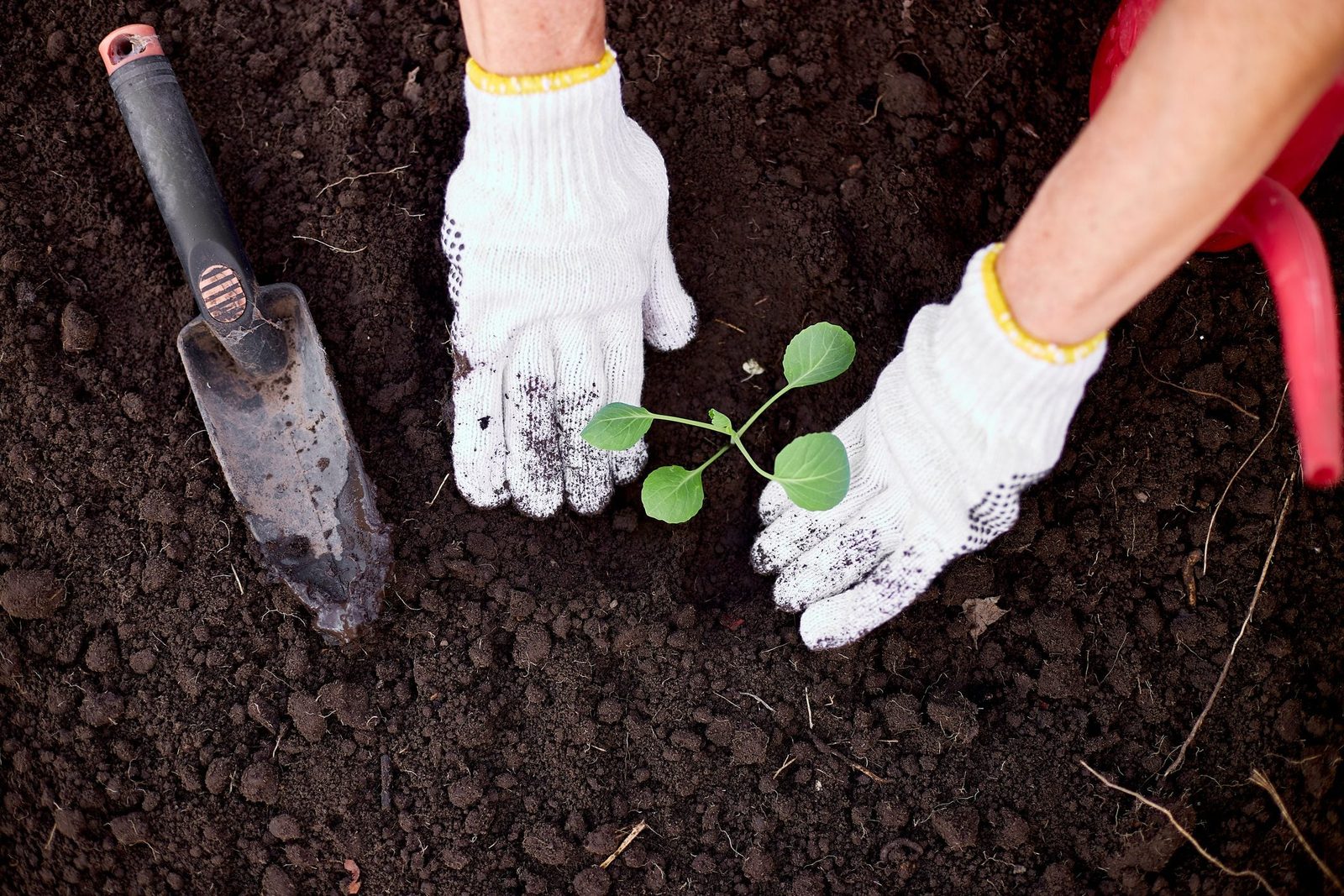 Hands in gloves plant a small green seedling into dark soil, with a trowel nearby, suggesting gardening activity in a garden or yard.