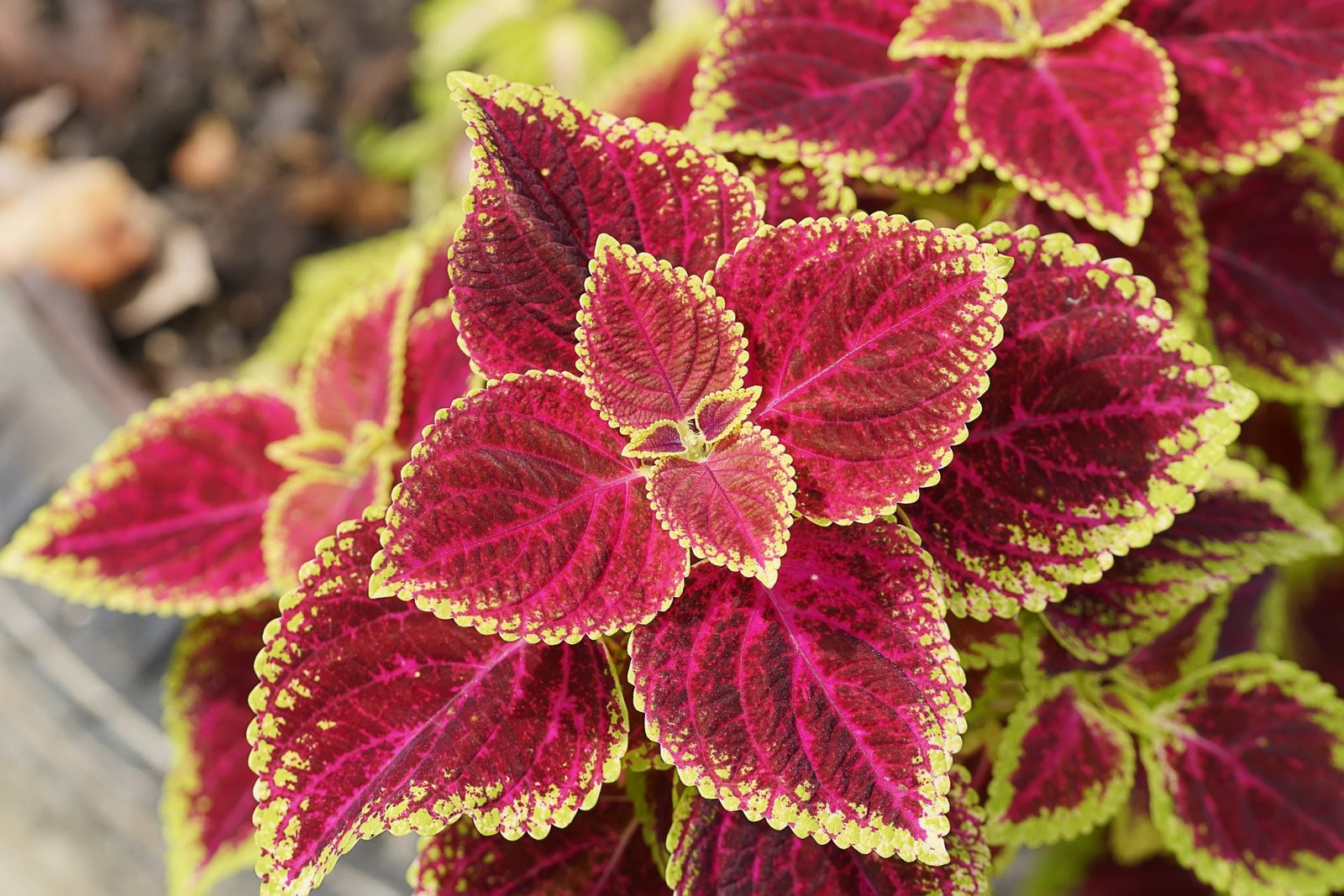 Colorful, textured leaves with a mix of pink and green are growing together, creating a vibrant focal point in a natural setting.