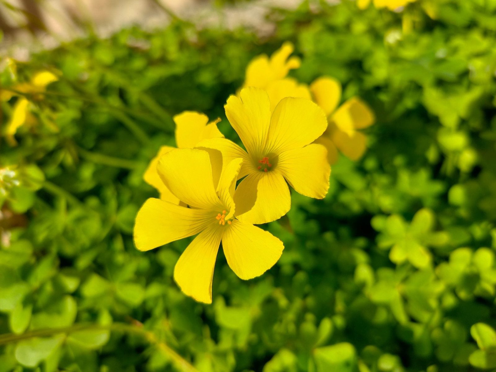 Guide to Common Weeds with Yellow Flowers