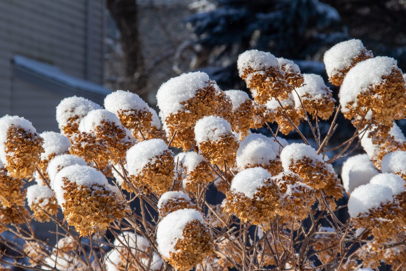 Dried hydrangea flowers are topped with snow, contrasting golden brown with white. They grow against a blurred backdrop of trees and a house