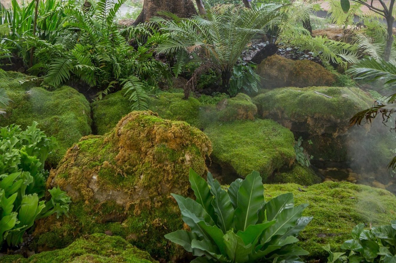 Lush green moss covers rocks and ferns, creating a tranquil setting with slight mist in a vibrant, natural environment.