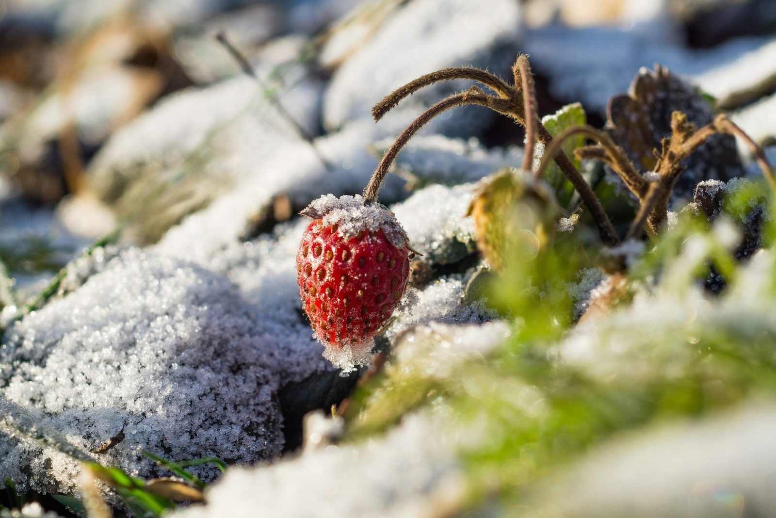 A single red strawberry, dusted with frost, rests on the ground amidst patches of snow, surrounded by green foliage and rocky soil.