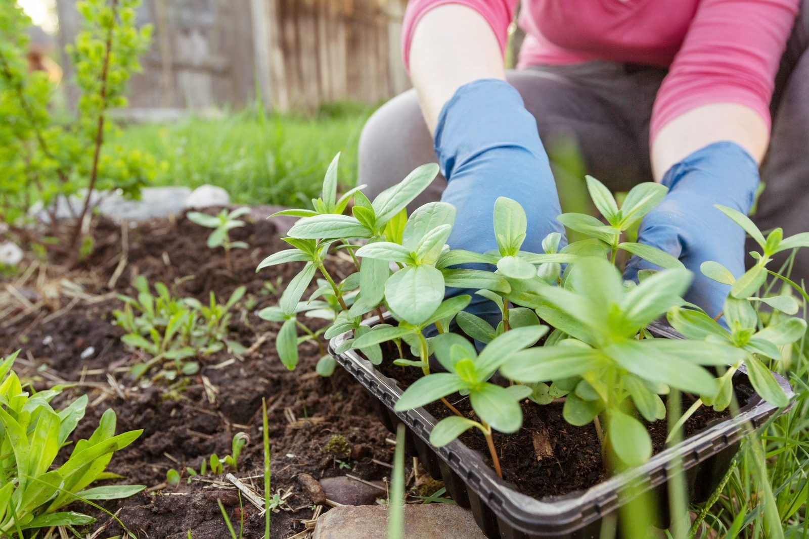 A person in gloves is planting young seedlings into soil in a garden surrounded by lush green grass and scattered stones.