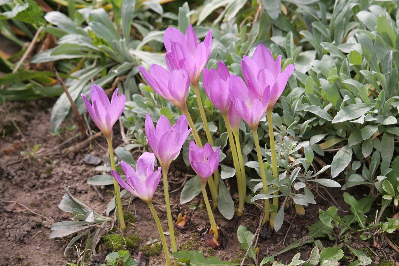 Cluster of vibrant pink flowers growing from rich, dark soil, surrounded by green foliage in a natural garden setting.