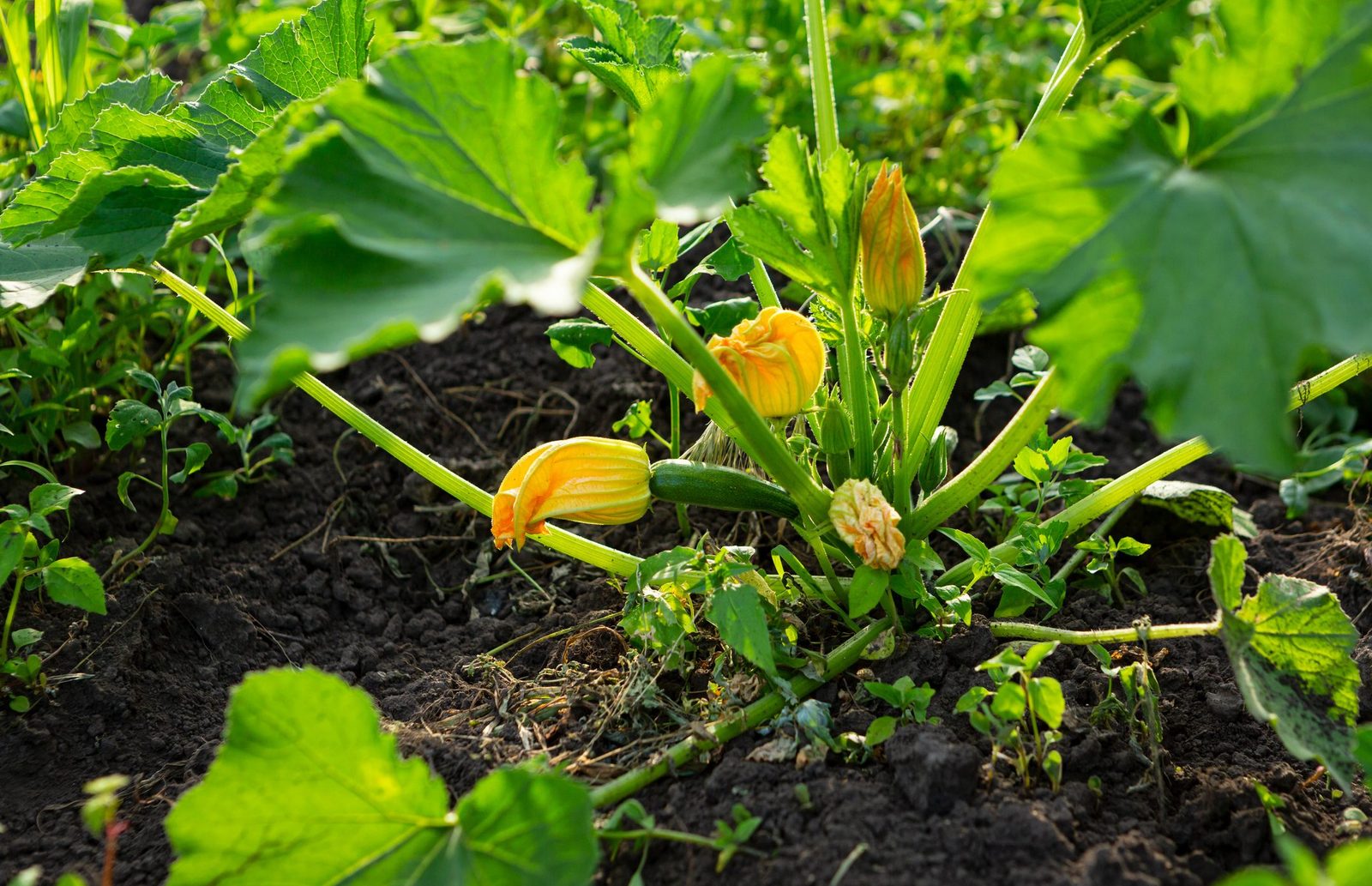 Guide To Growing Squash