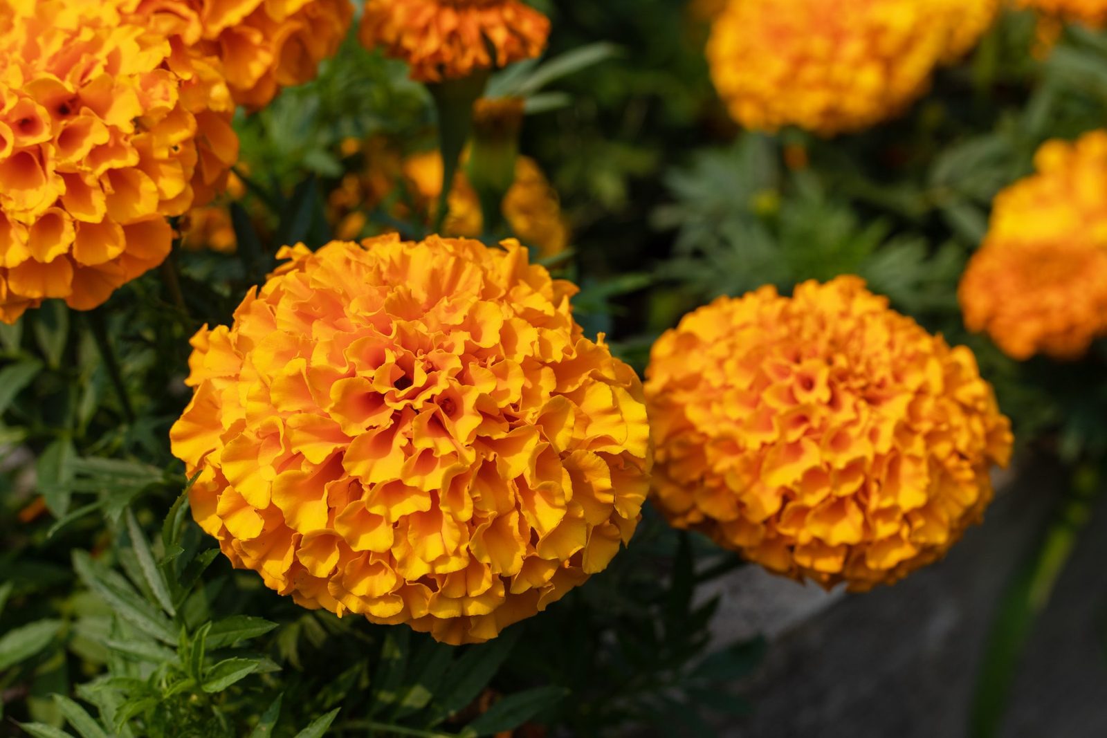 How to Plant and Care for Marigold Seeds
