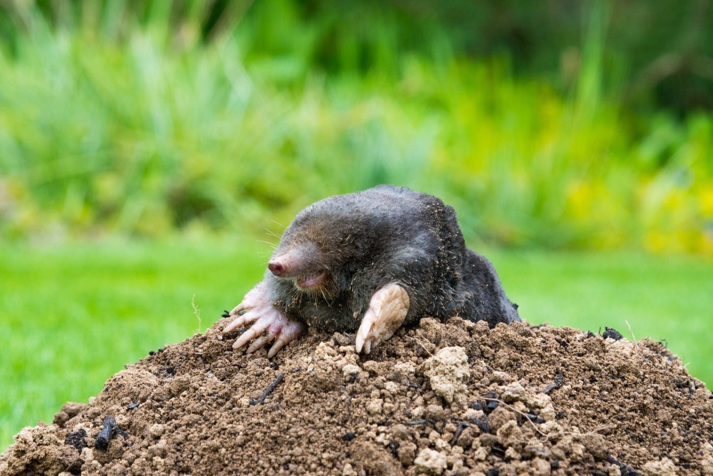 A mole emerges from a mound of soil, digging in a lush green garden. Its paws grip the earth while dirt clings to its body.