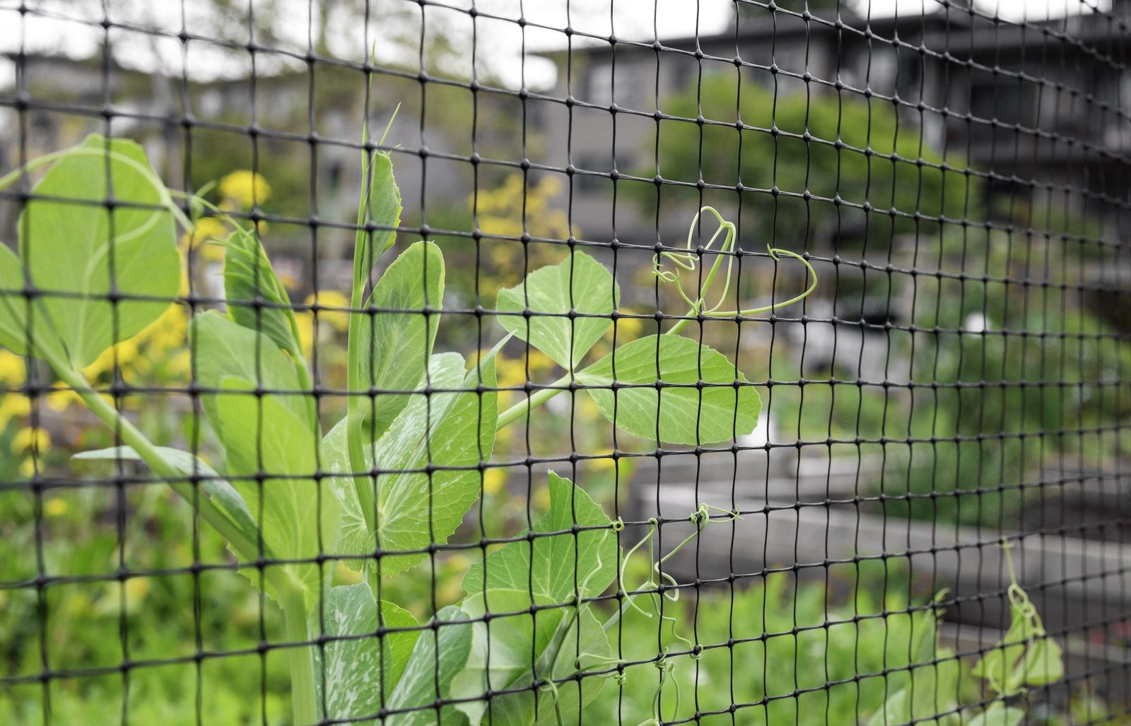 A green pea plant grows through a black mesh fence, reaching upward among blurred yellow flowers and lush greenery in a garden setting.