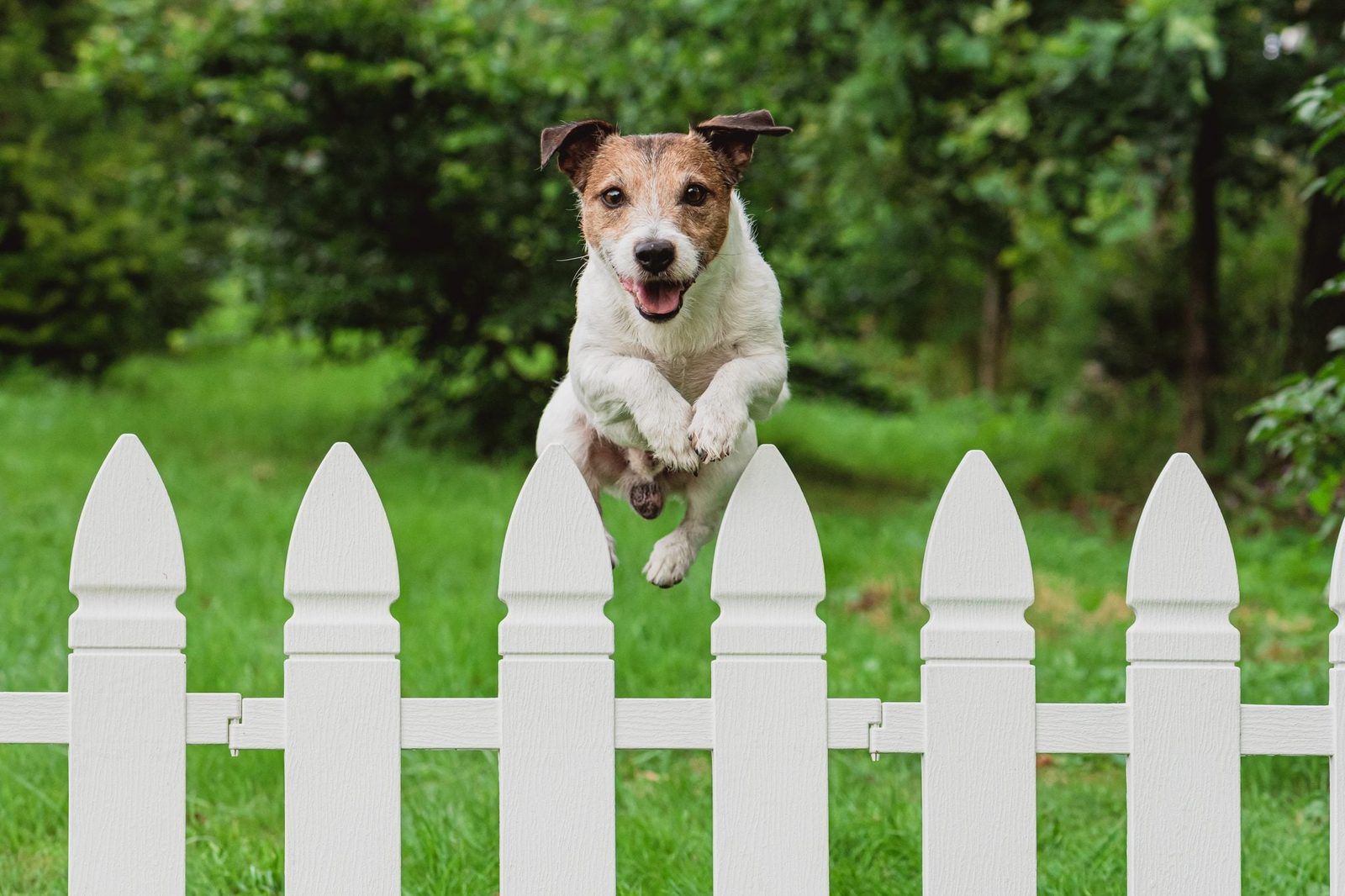 A small dog jumps over a picket fence, excited and joyful, in a green garden surrounded by trees and foliage.