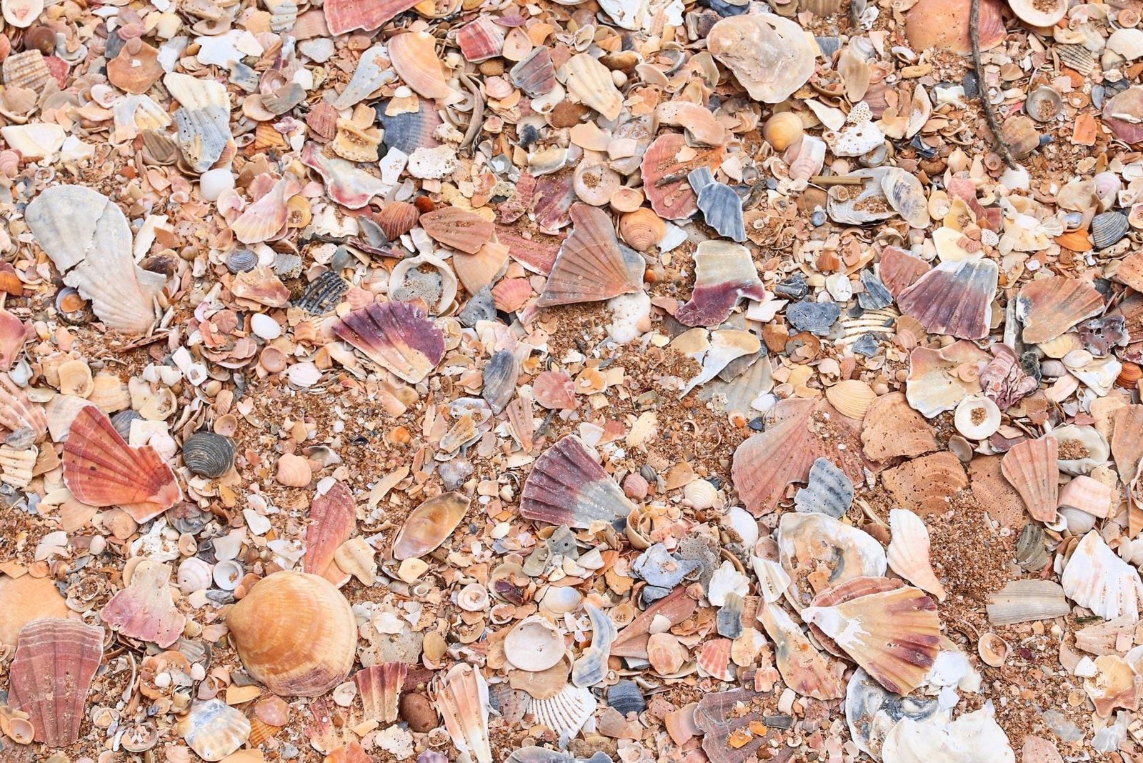 A variety of seashells lies scattered on a sandy surface, showcasing diverse colors and shapes, indicating their natural accumulation on a b