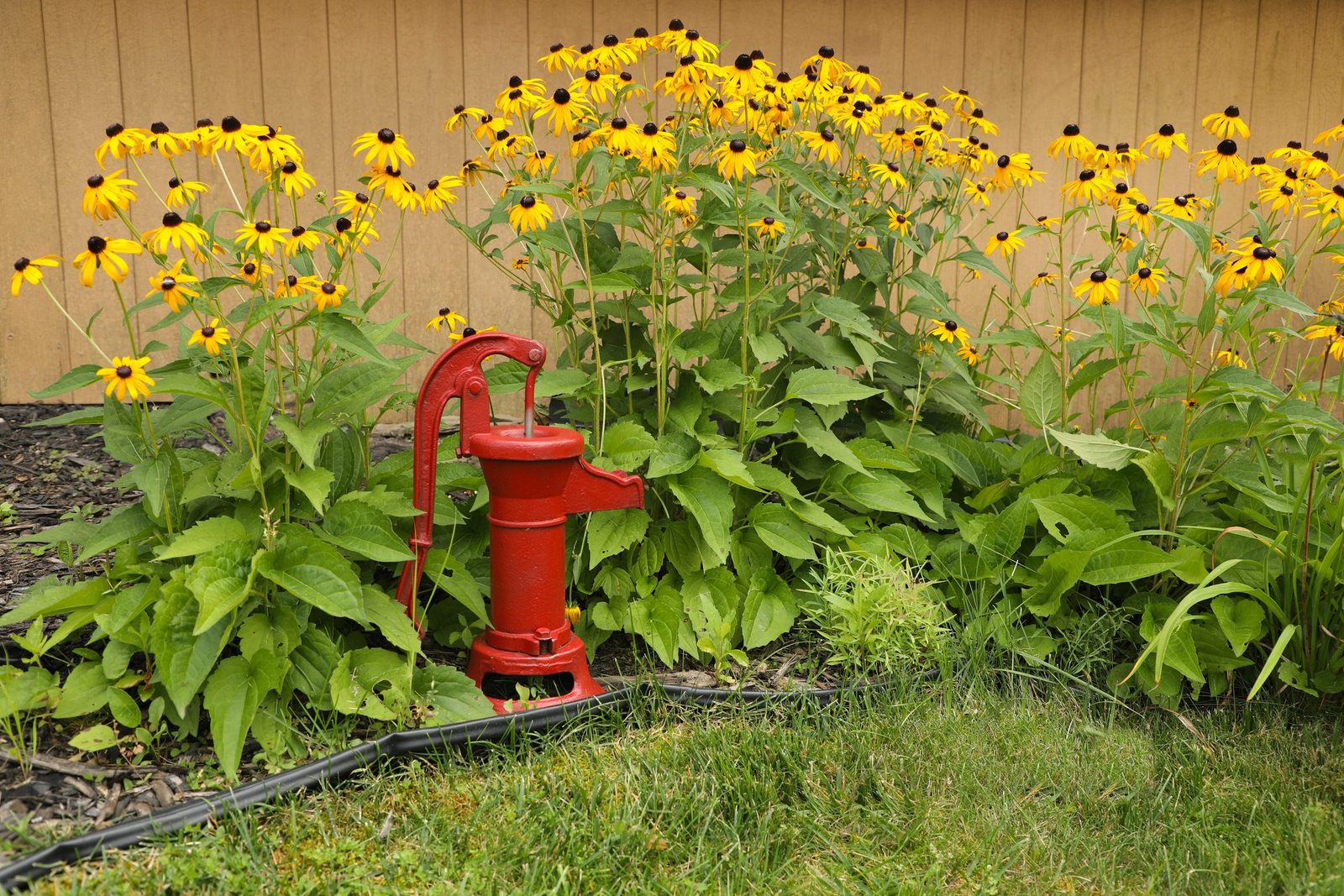 10 Water-Saving Tips for Your Garden and Yard