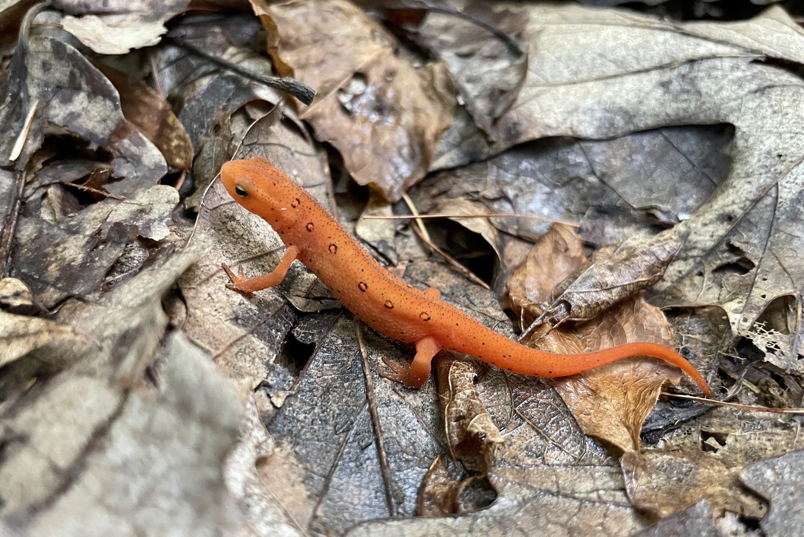An orange newt crawls over a bed of dried, brown leaves on the forest floor, blending into its natural environment.