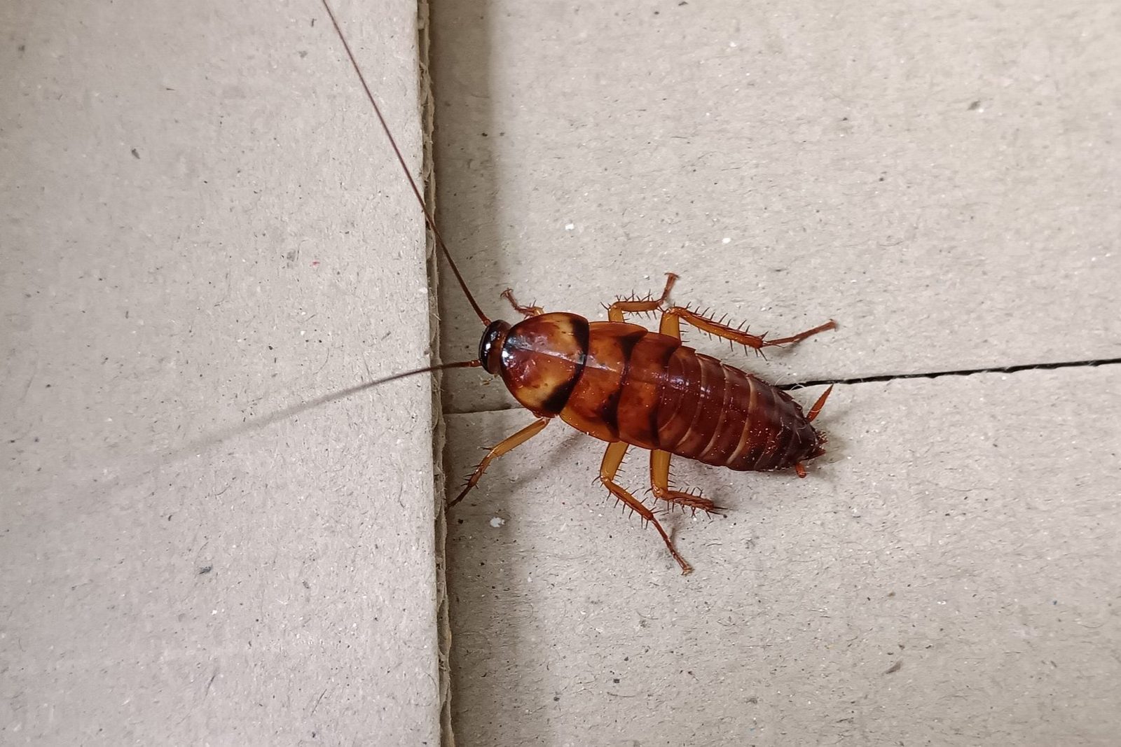 A brown cockroach crawls along a light-colored, textured surface, with a visible seam nearby. Its elongated antennae extend outward, sensing