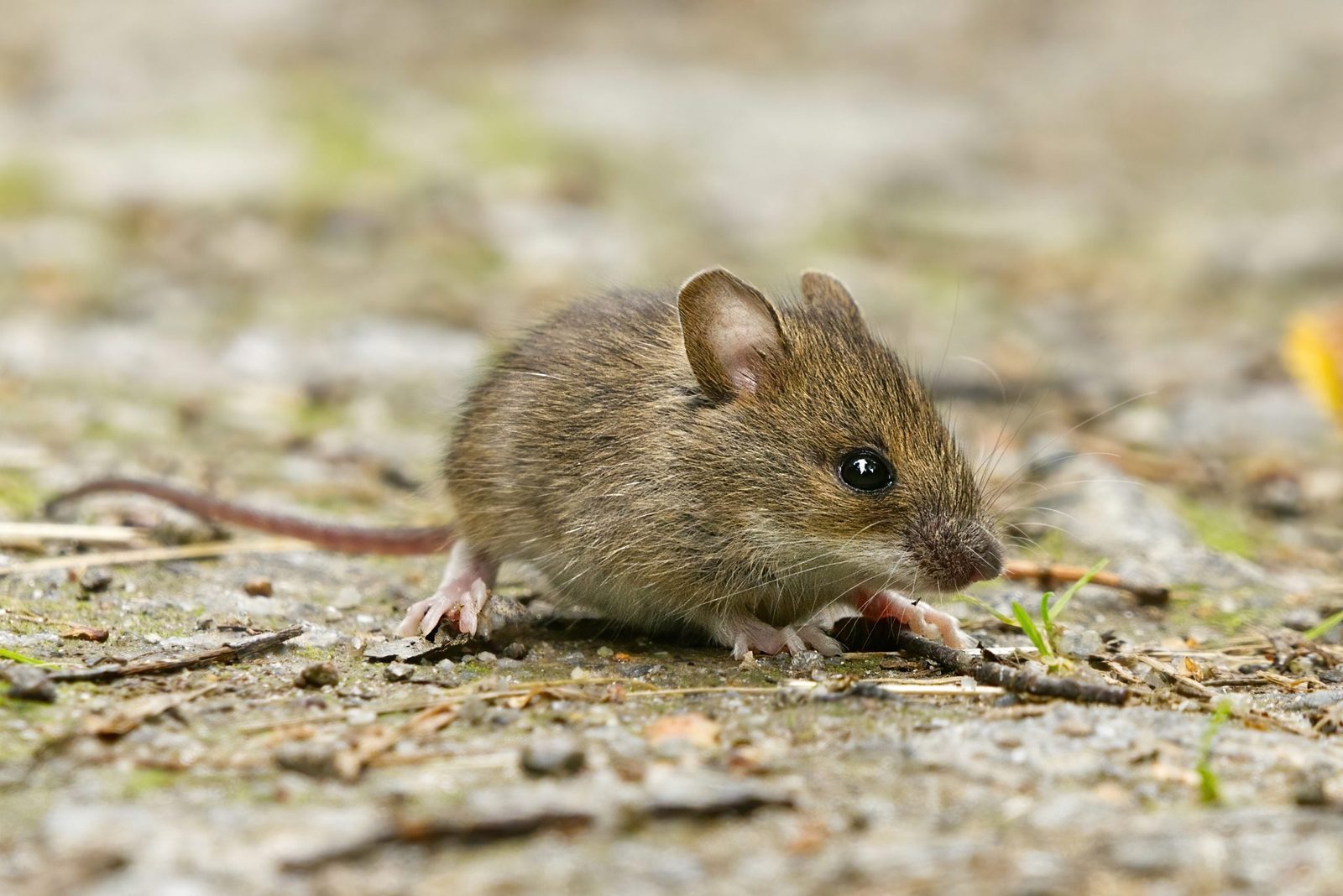 A small, brown rodent scurries across a textured surface, foraging for food amidst scattered leaves and twigs in a natural, outdoor environm