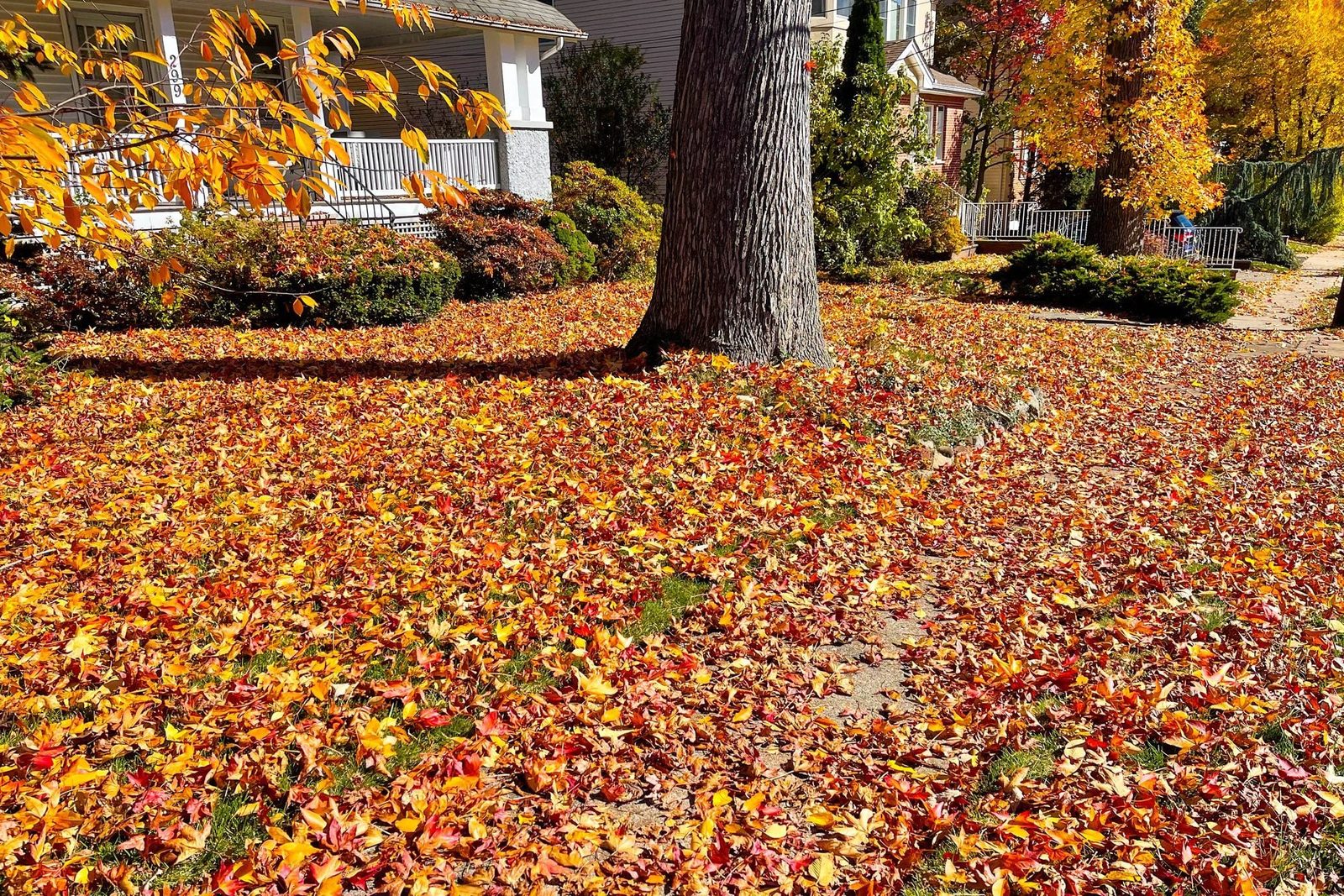 A layer of colorful autumn leaves covers a lawn under a large tree, creating a vibrant carpet against a backdrop of residential houses and s