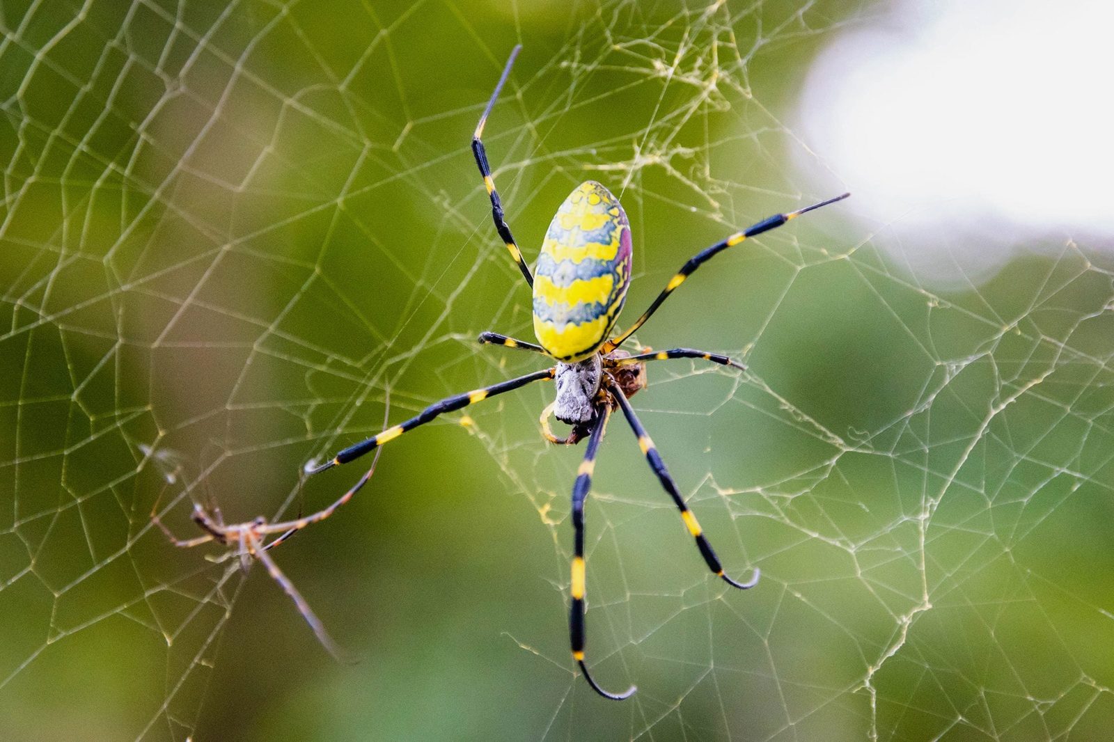 giant flying Joro Spider