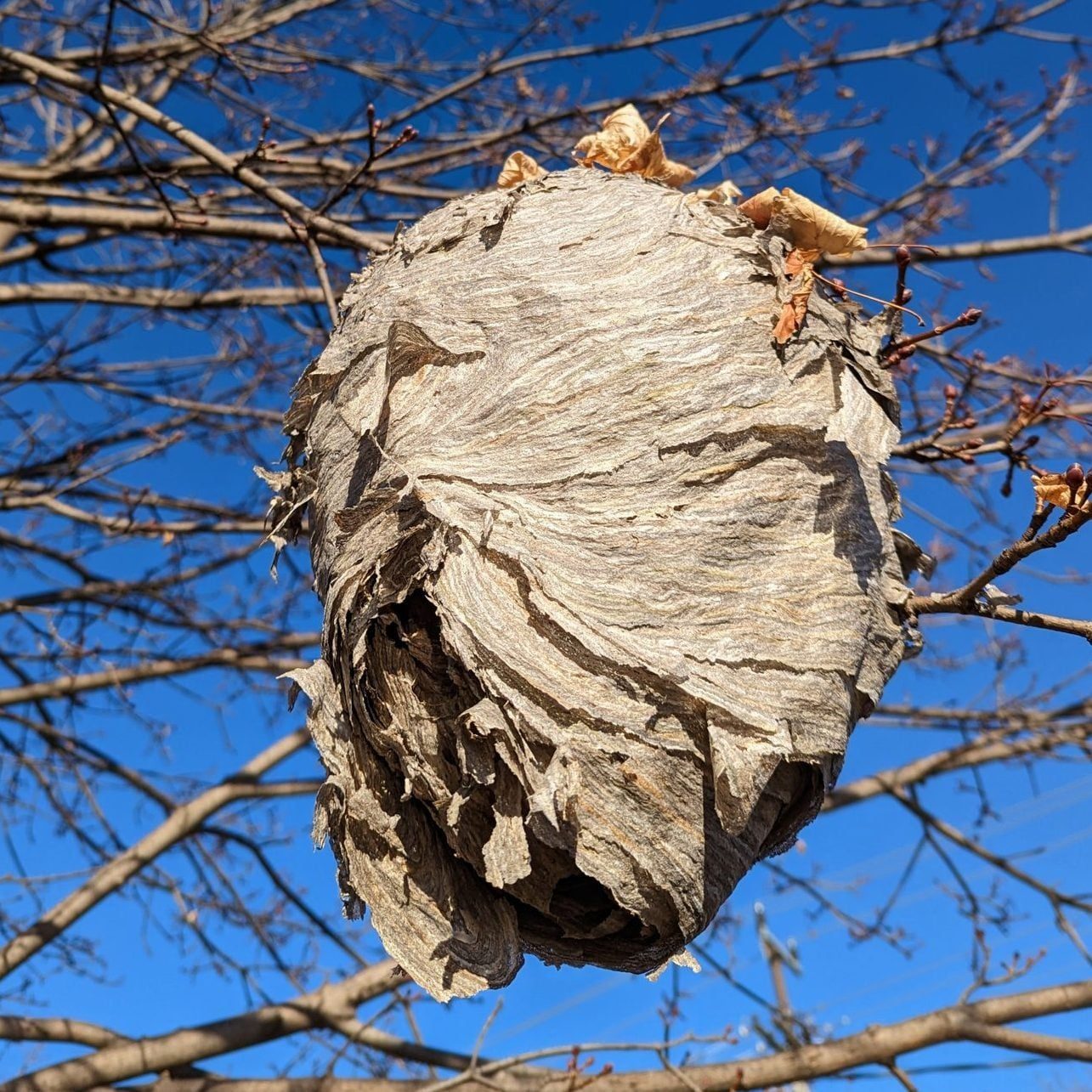 A large, textured wasp nest hangs from bare branches against a clear blue sky, showcasing its dome shape and natural materials.