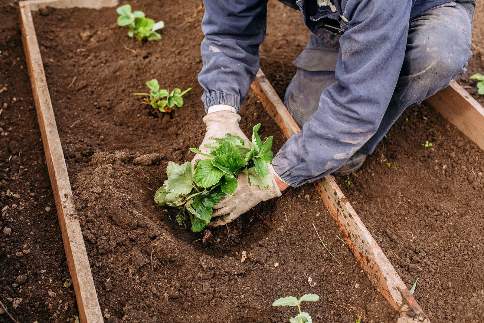 Jumping Worms Are Invading Gardens— Here's How to Stop Them