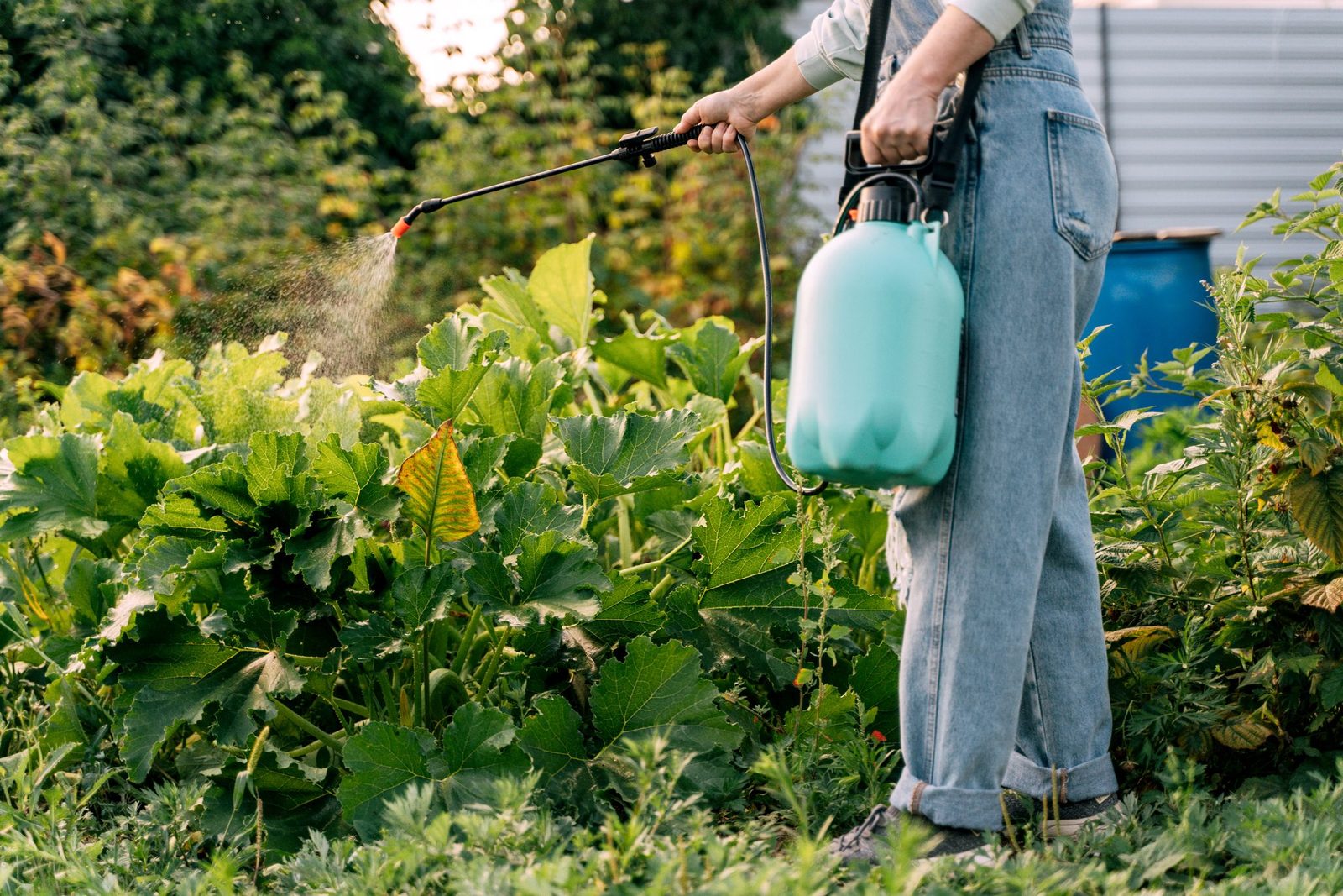 Plant Food vs. Fertilizer: What's the Difference?