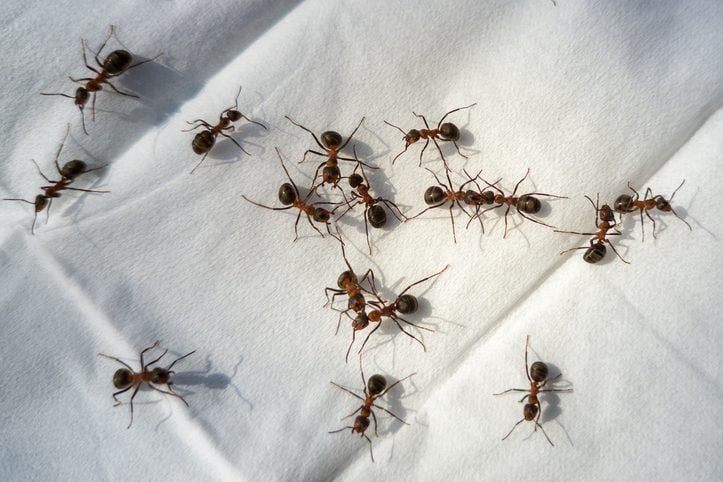 Ants walking on a handkerchief