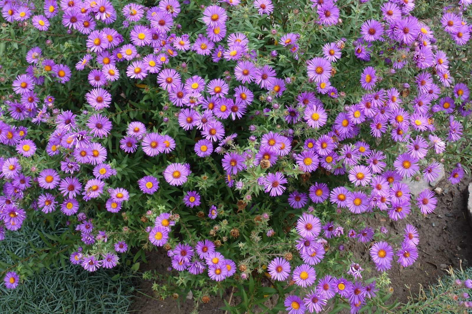 A dense cluster of purple flowers with yellow centers blooms vibrantly, surrounded by green foliage and patches of grass in a garden setting
