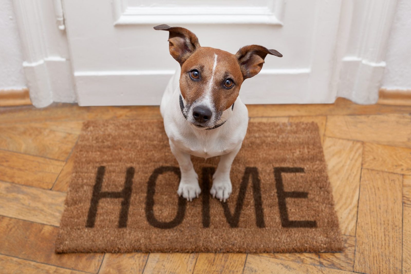 A dog sits on a welcome mat labeled "HOME," facing forward in a welcoming interior space with wooden flooring and a door behind it.