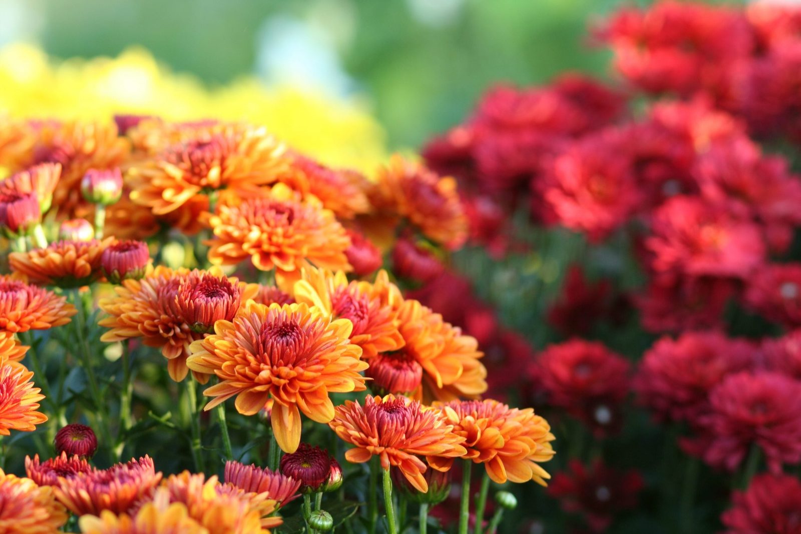 Vibrant orange and red chrysanthemums bloom, showcasing their layered petals amidst a blurred backdrop of greenery and additional colorful f