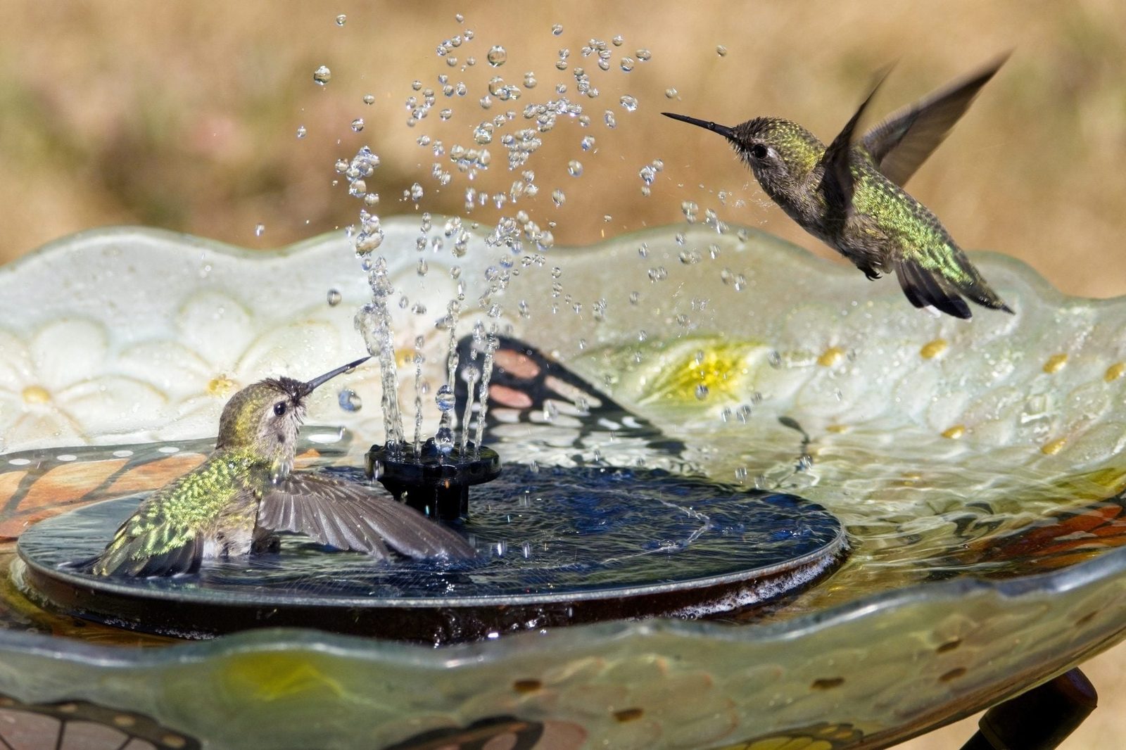 Two Anna's hummingbirds play in the water stream of a backyard birdbath fountain