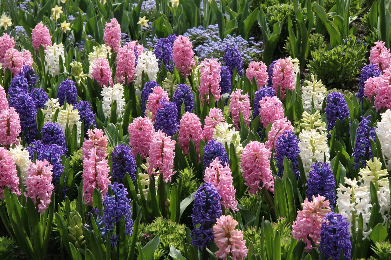Planting Hyacinth Bulbs: A Step-by-Step Gardening Guide