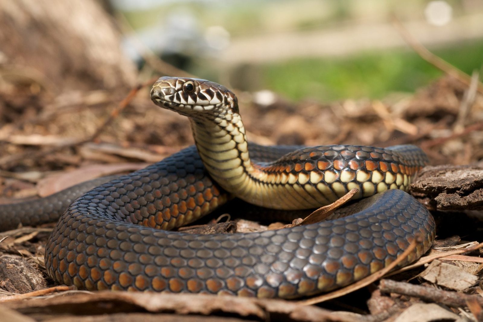 A snake with a textured, dark body rests on the ground, partially coiled amidst leaves and twigs in a natural setting.