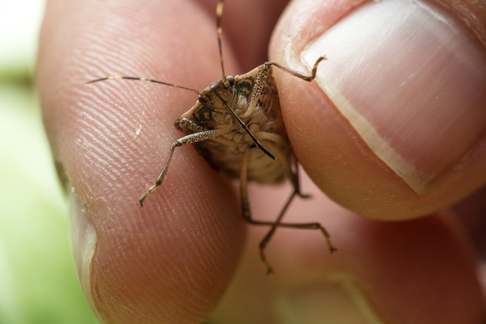 How to Get Rid of Stink Bugs in Your Garden Without Chemicals
