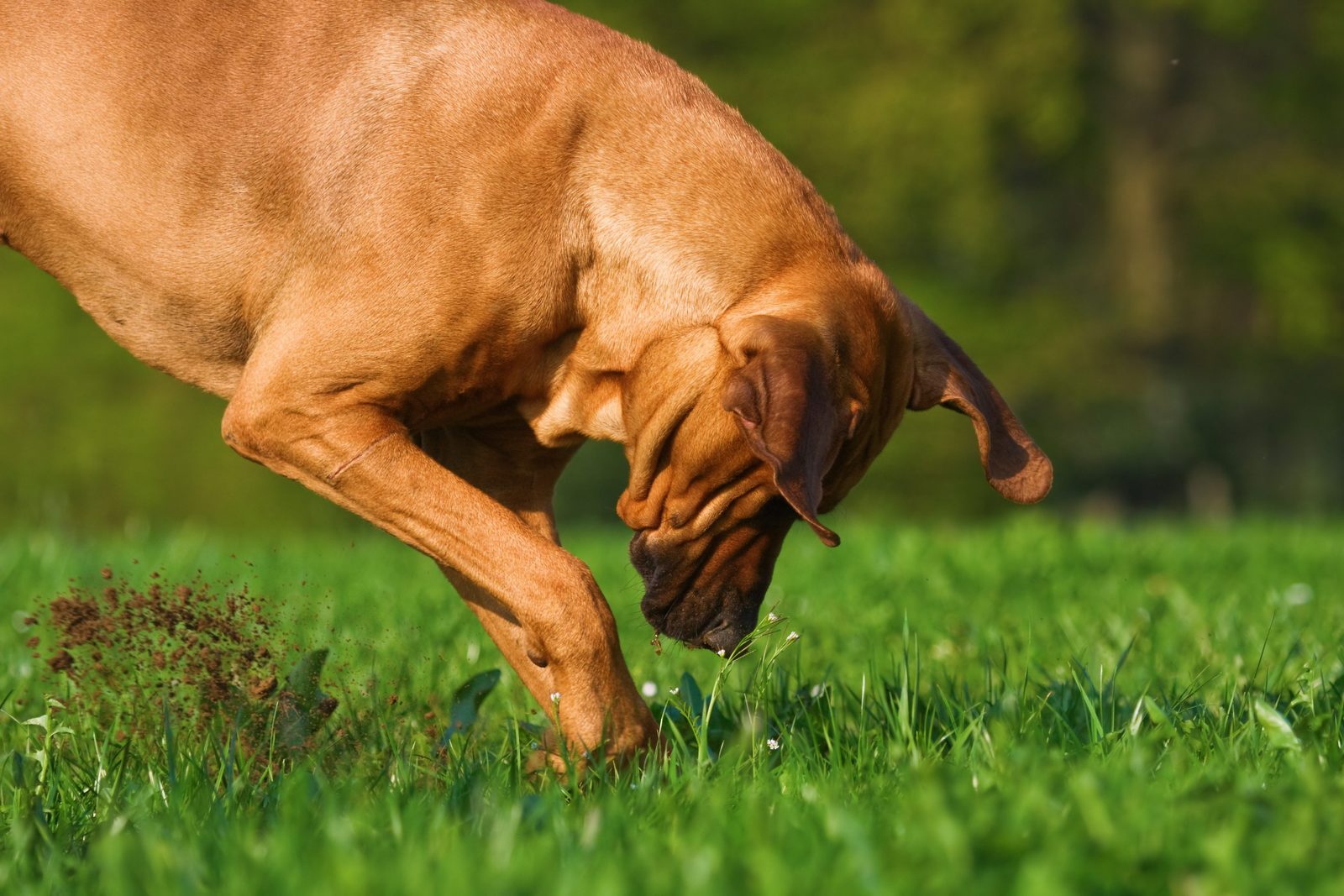 Why Do Dogs Dig Holes?